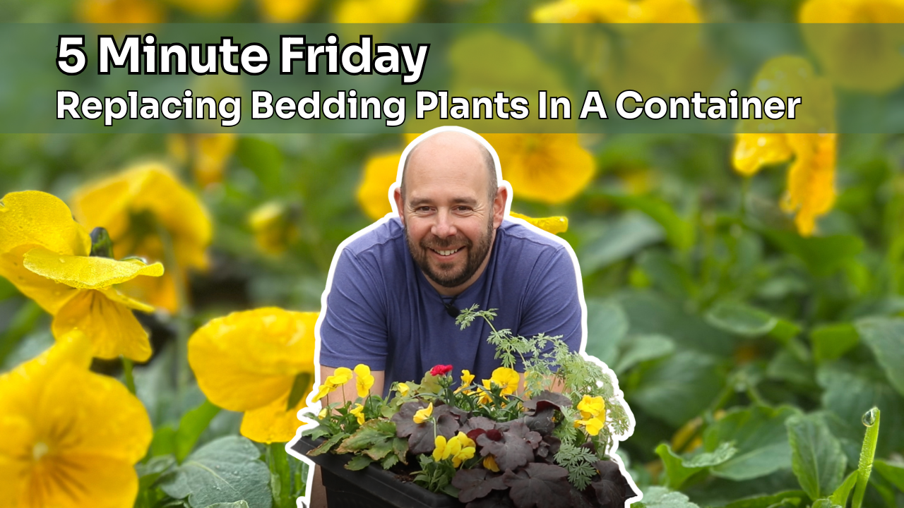 5 Minute Friday - Replacing Bedding Plants In A Planted Container