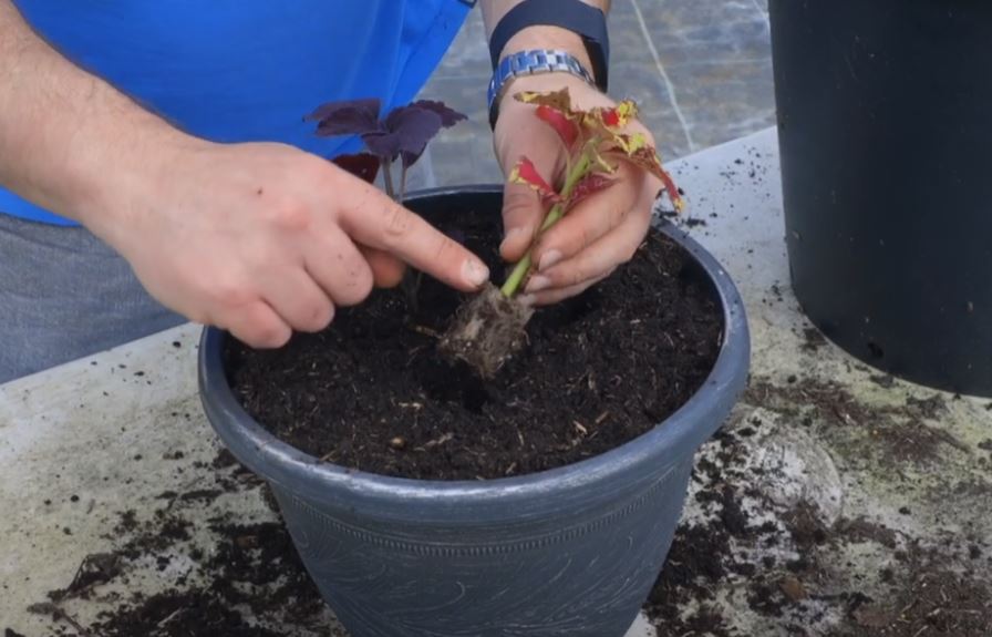 EP213 - How to plant a container for foliage