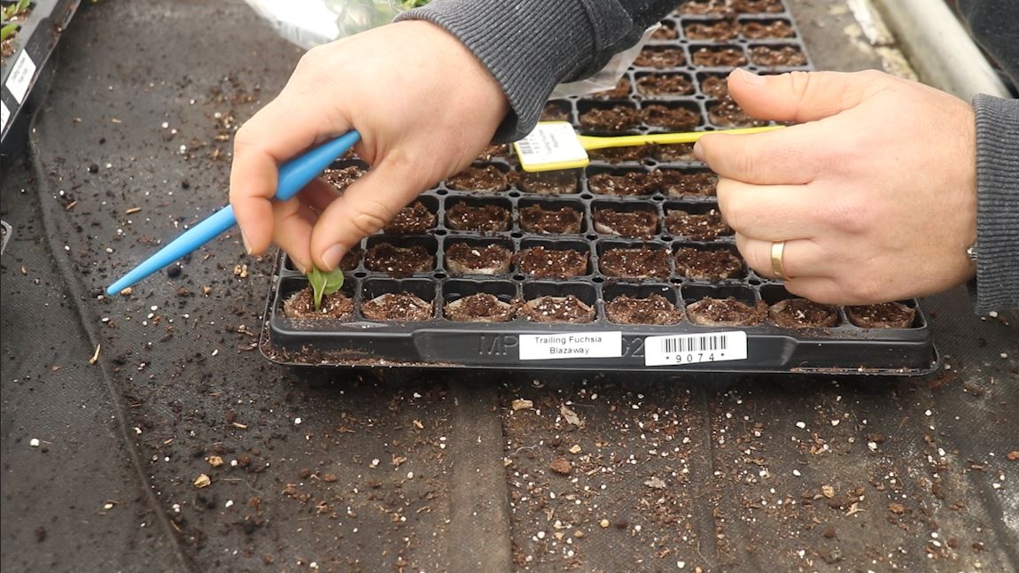 EP196 - How we plant fuchsia cuttings on the nursery
