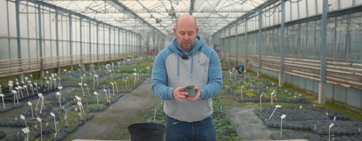 Alan holding a pot of Orange Balm herb ready for propagation