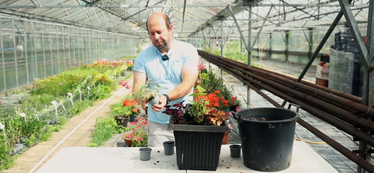 Planting up a shade loving container