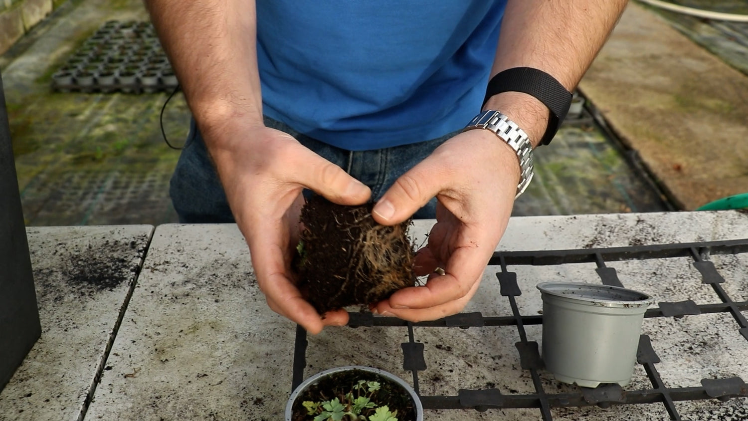 EP201 - How to pot up Aquilegia plants