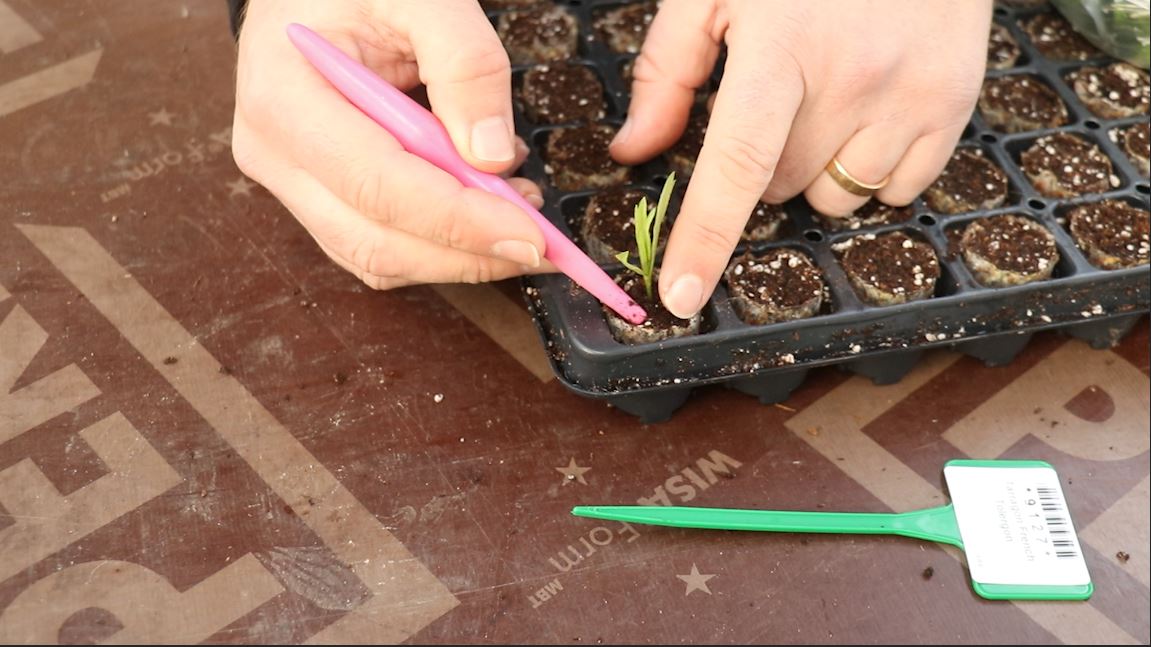 How we plant herb cuttings on the Nursery