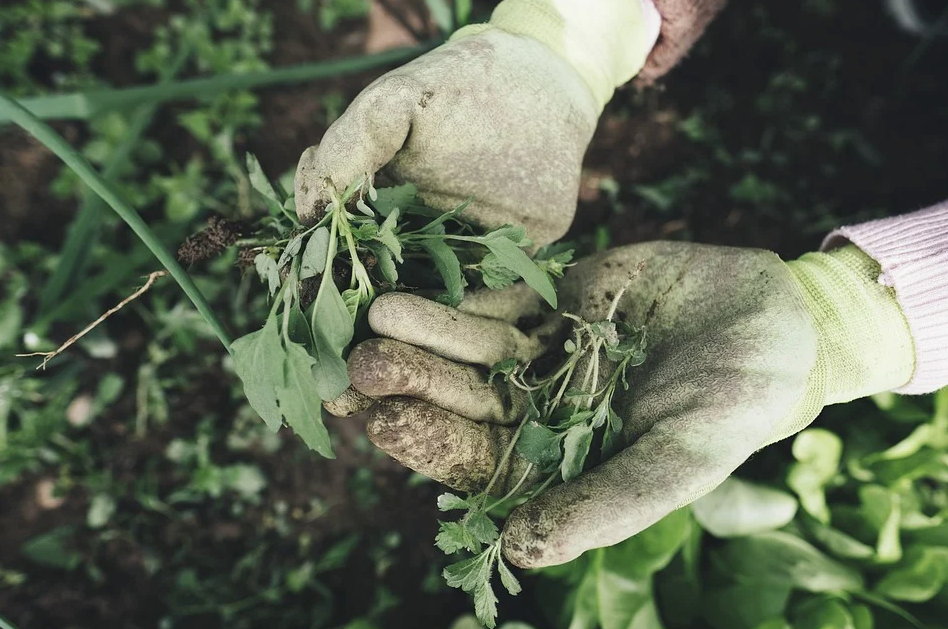 How to GET RID of Weeds! 🌿