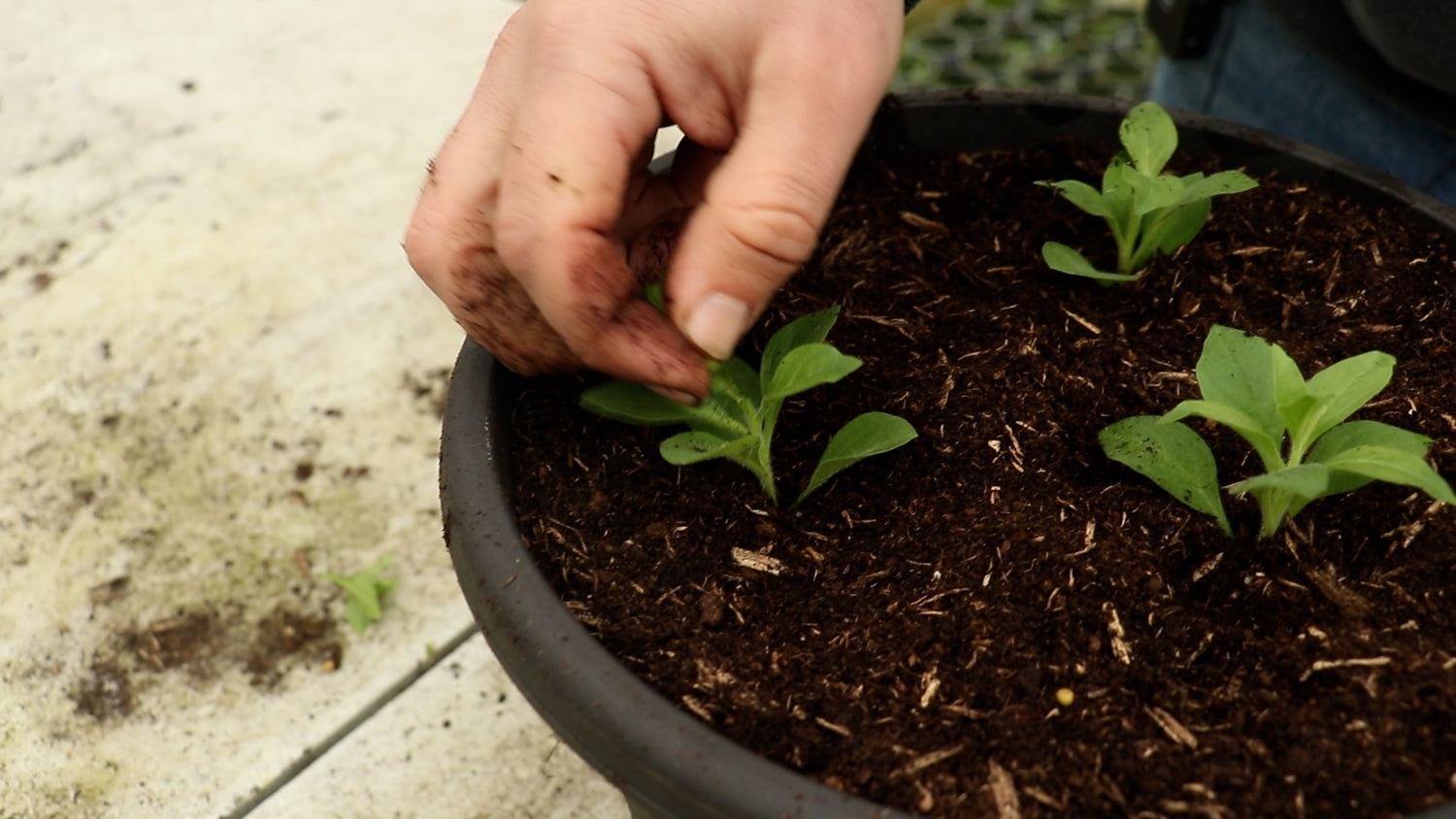 How to plant our Petunia Starry Night Collection