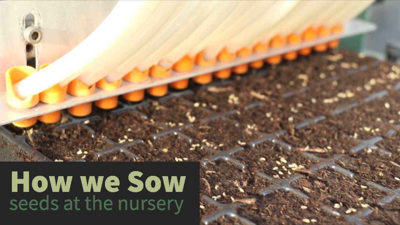 EP195 - How we sow seeds on the nursery