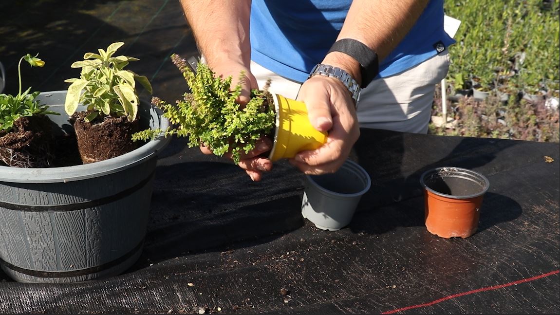 EP183 - How to plant up a hardy autumn container