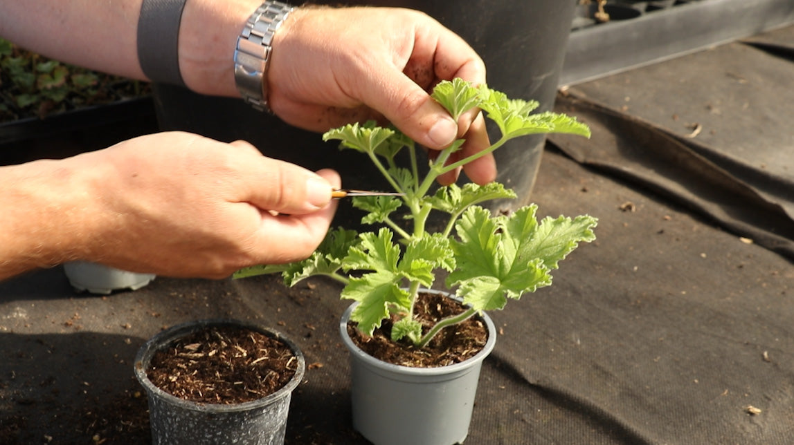 EP178 How to take scented geranium cuttings BuyPlants.co.uk