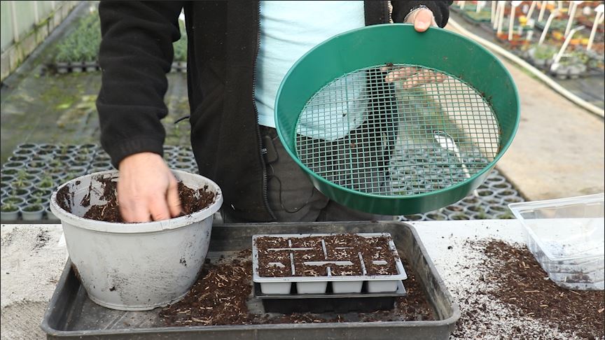 EP194 - How to sow Lettuce for the winter