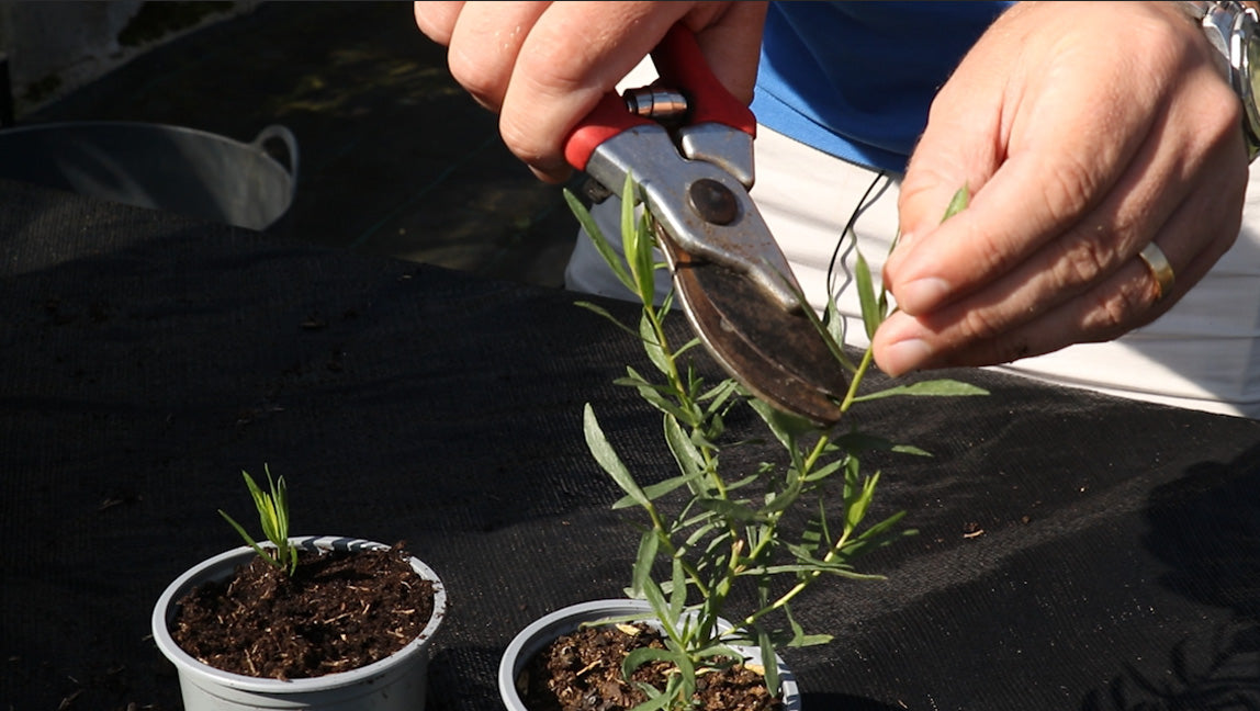 EP181 How to take Tarragon Cuttings