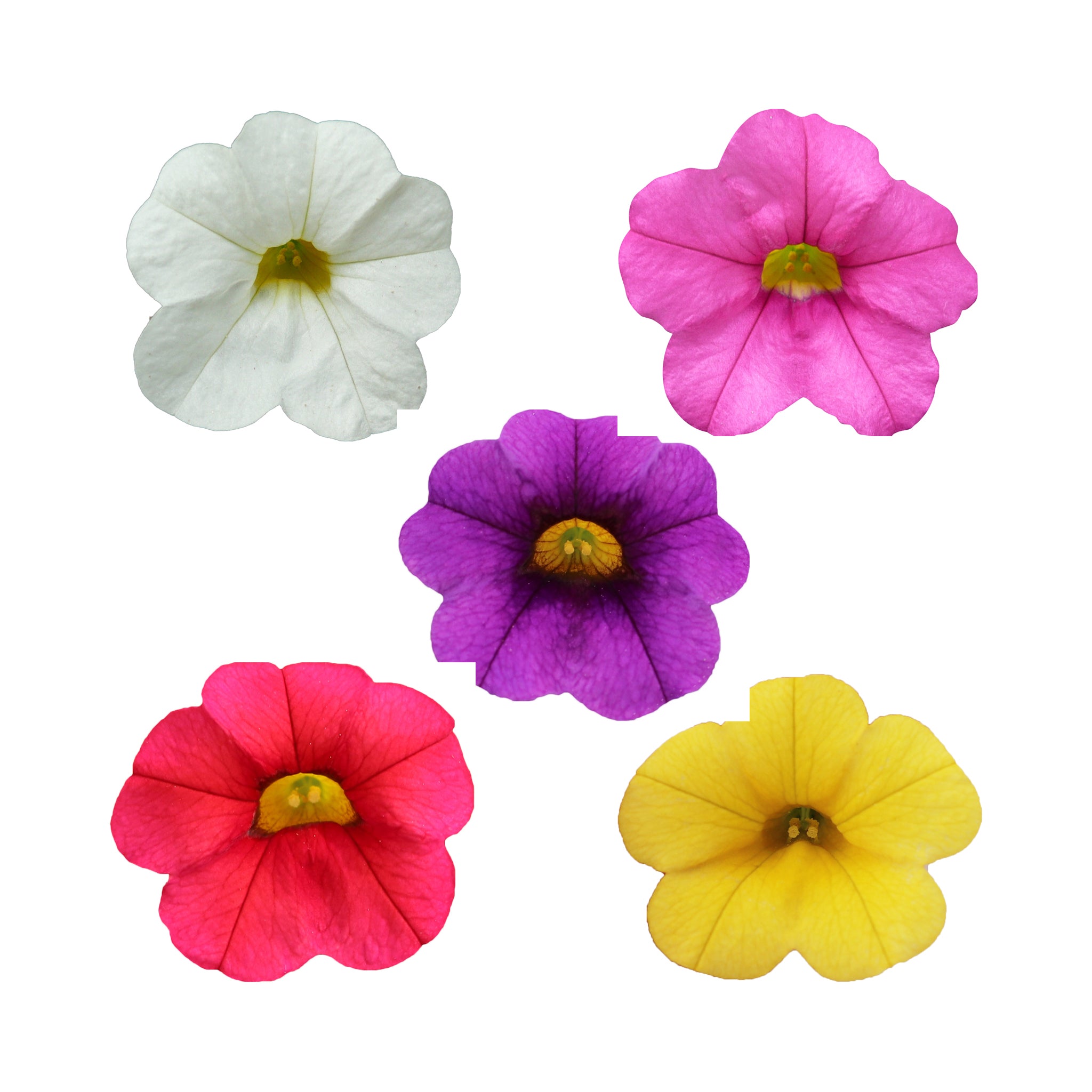 10 Mixed Calibrachoa Starter Plants Summer Collection