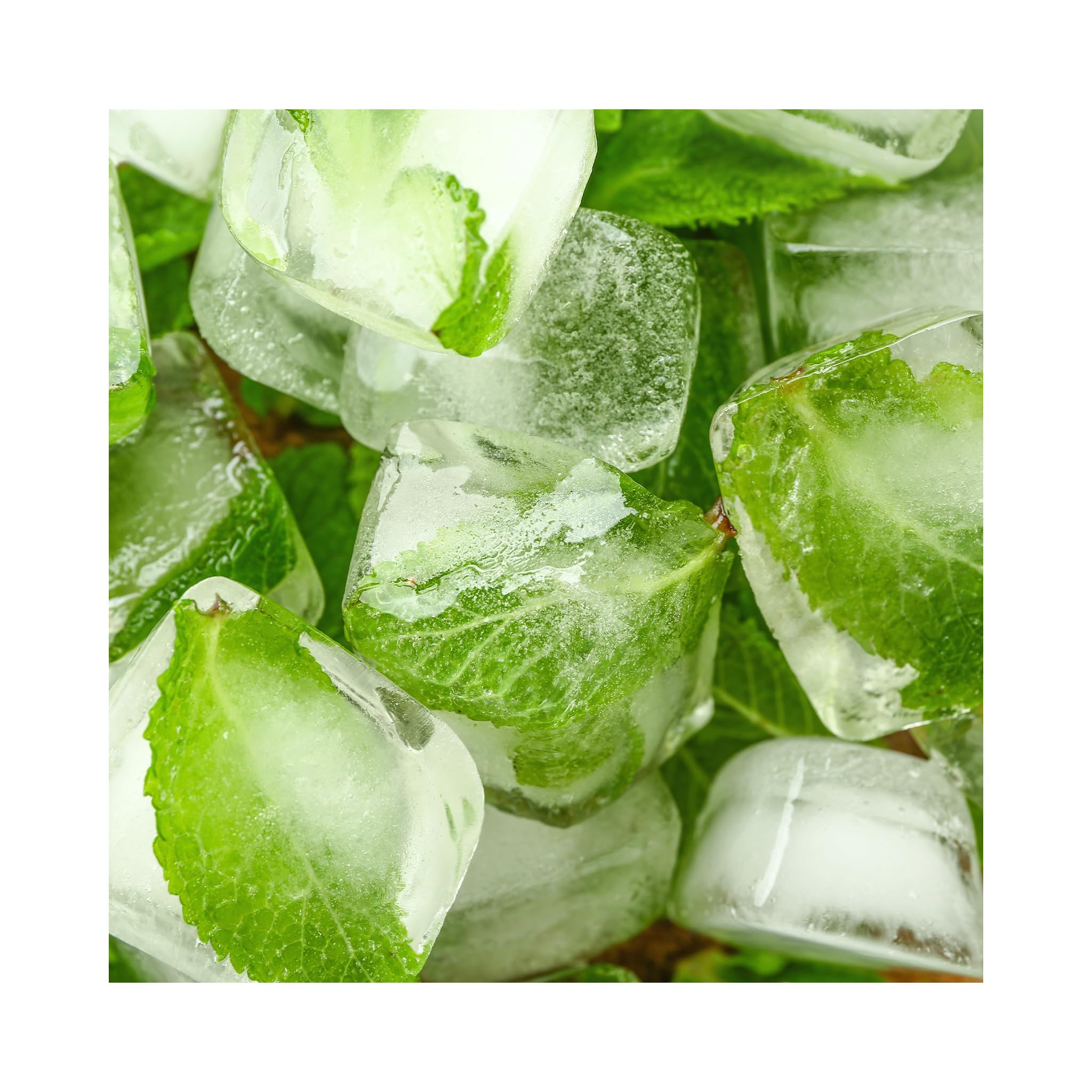 Mint collection of 6 plants.