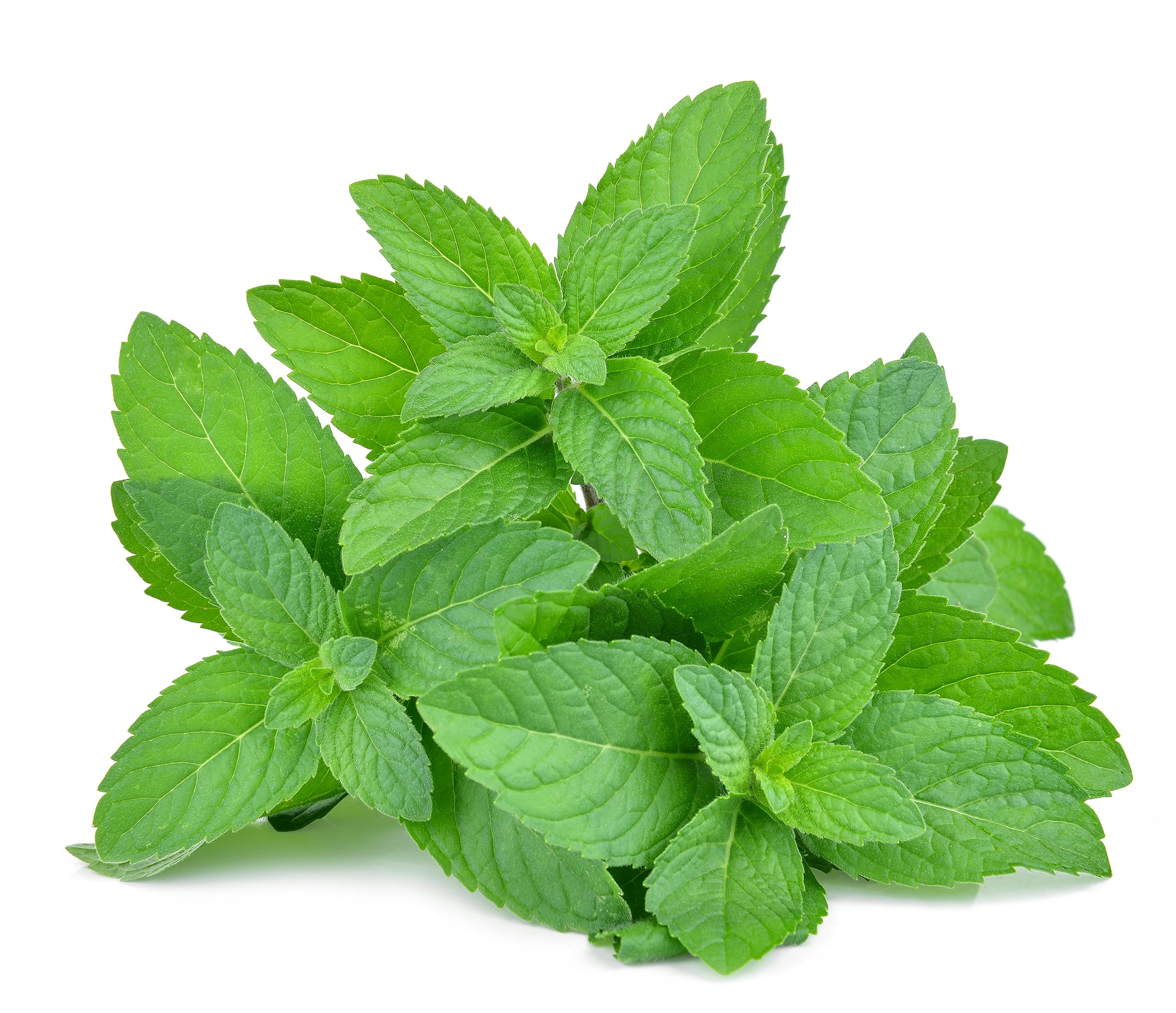 Mint collection of 6 plants.