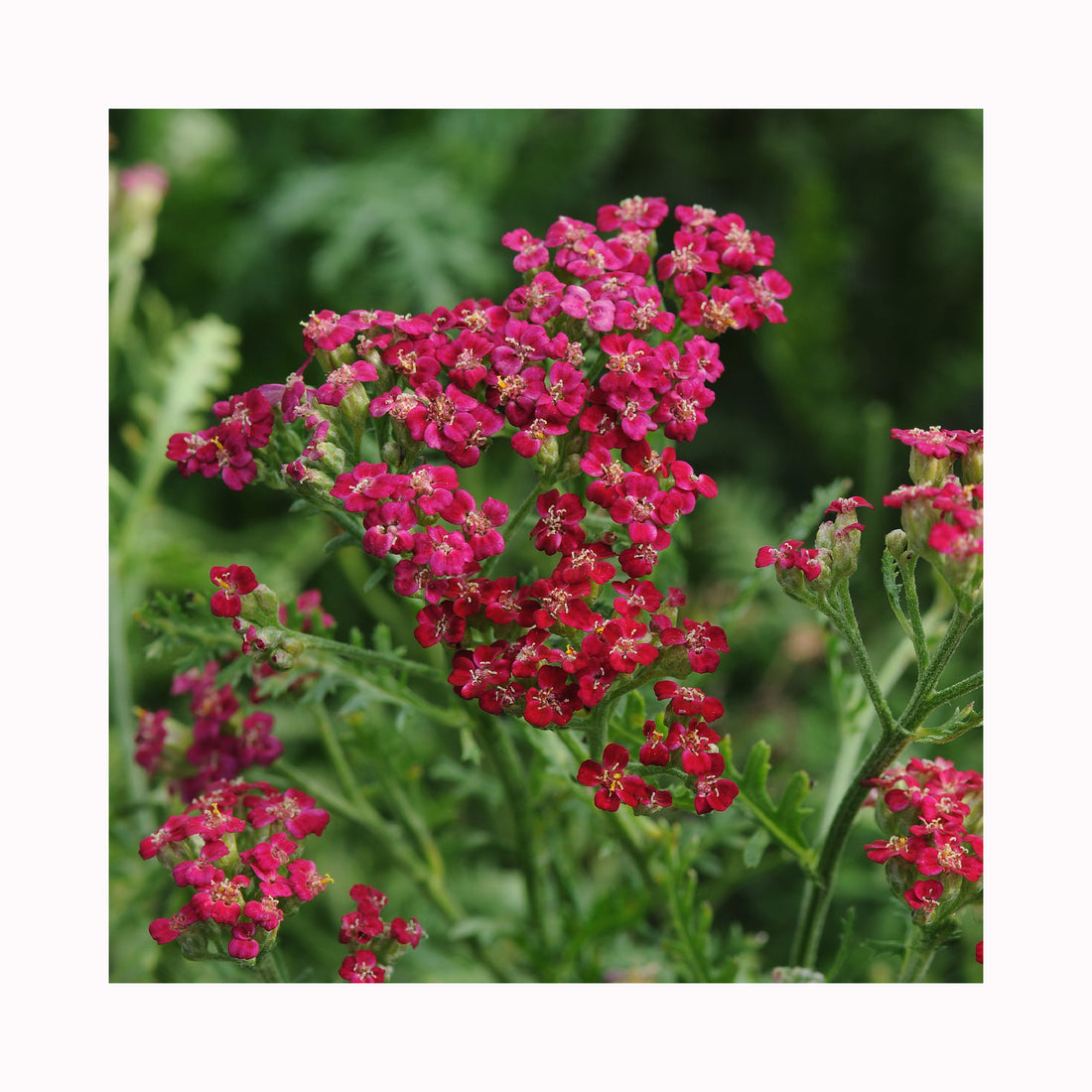 Achillea New Vintage Red
