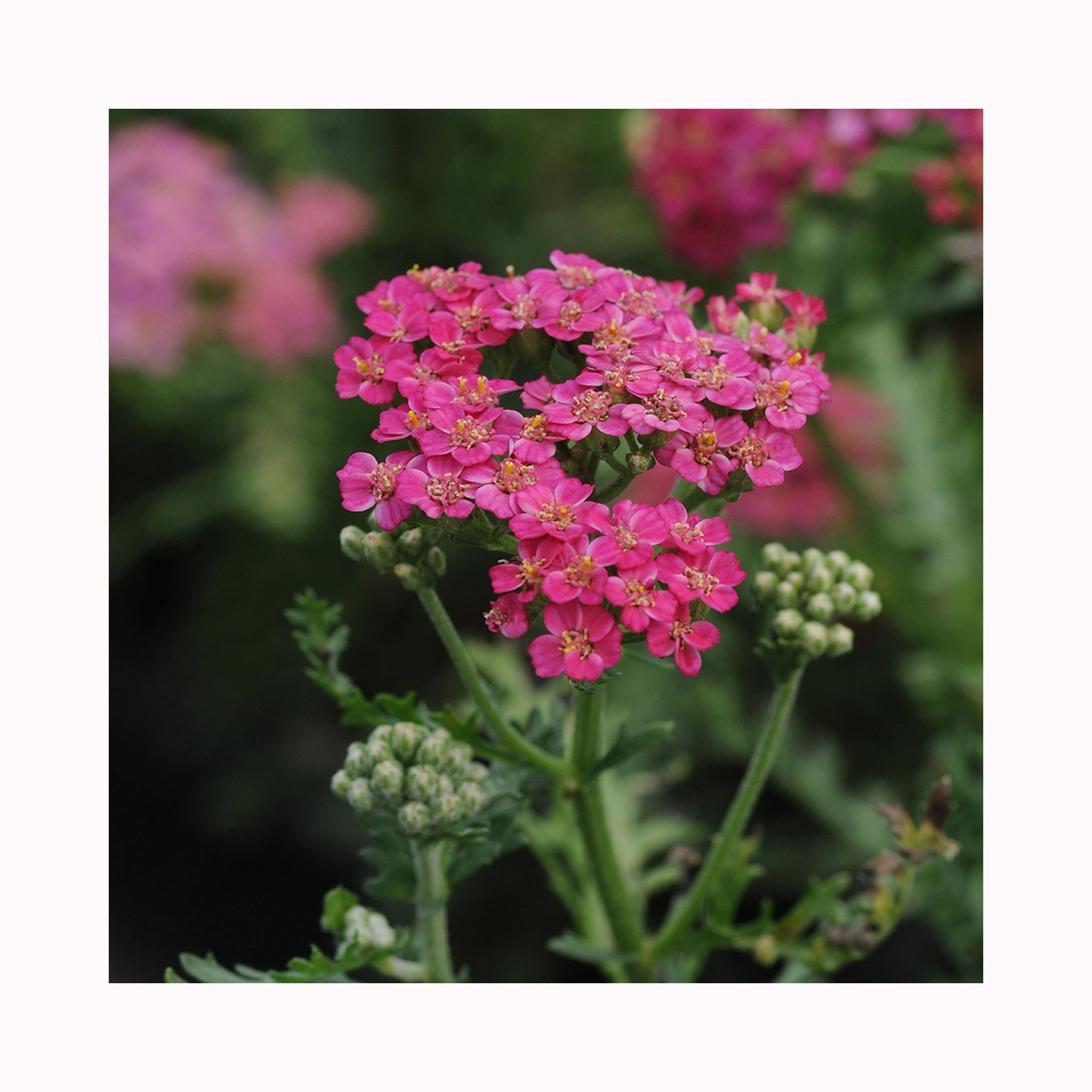 Achillea New Vintage Rose