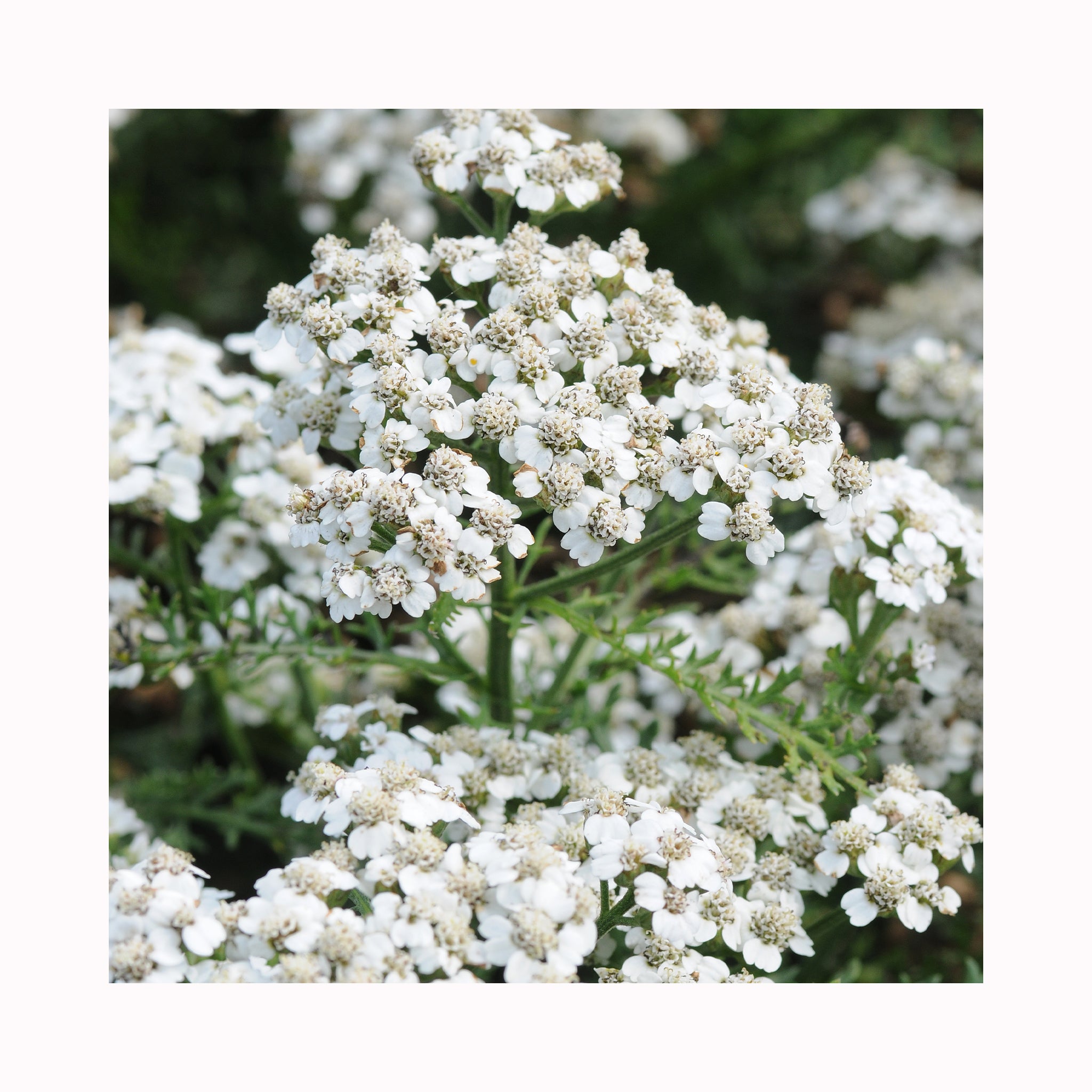 Achillea New Vintage White