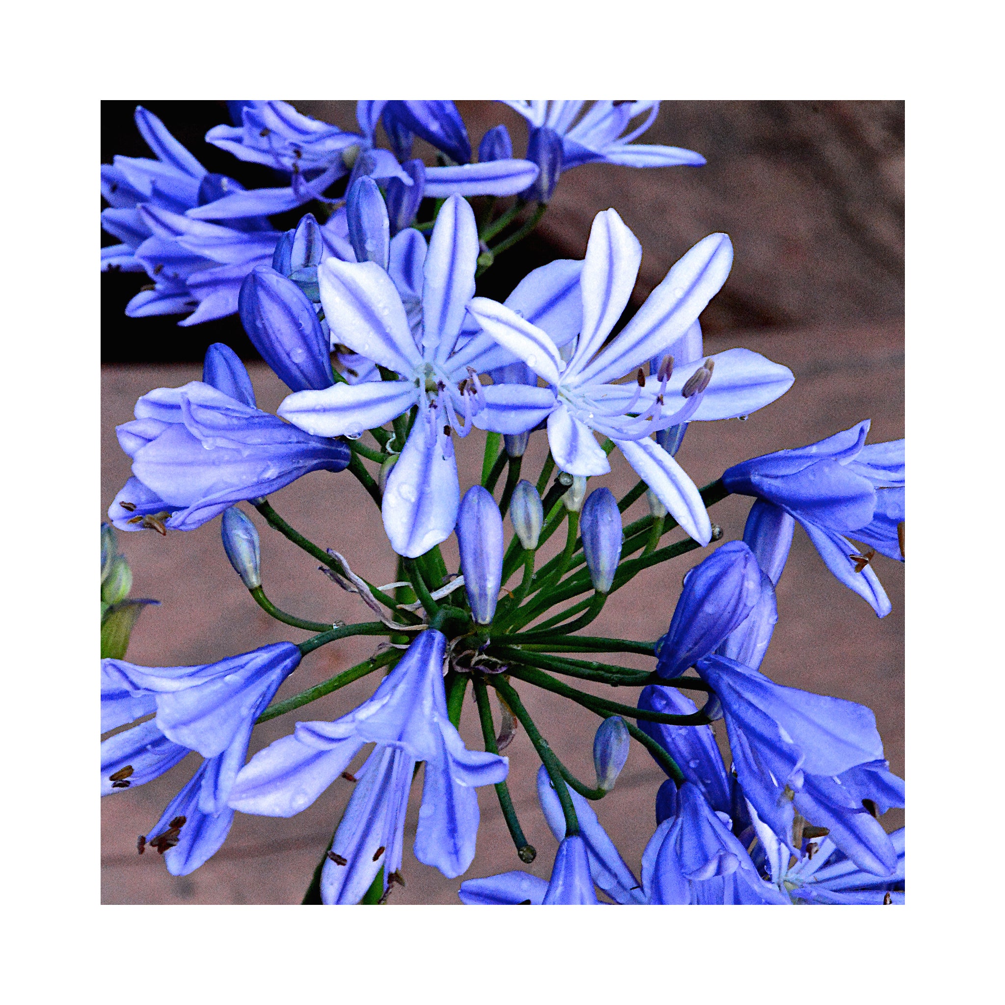 Agapanthus Charlotte