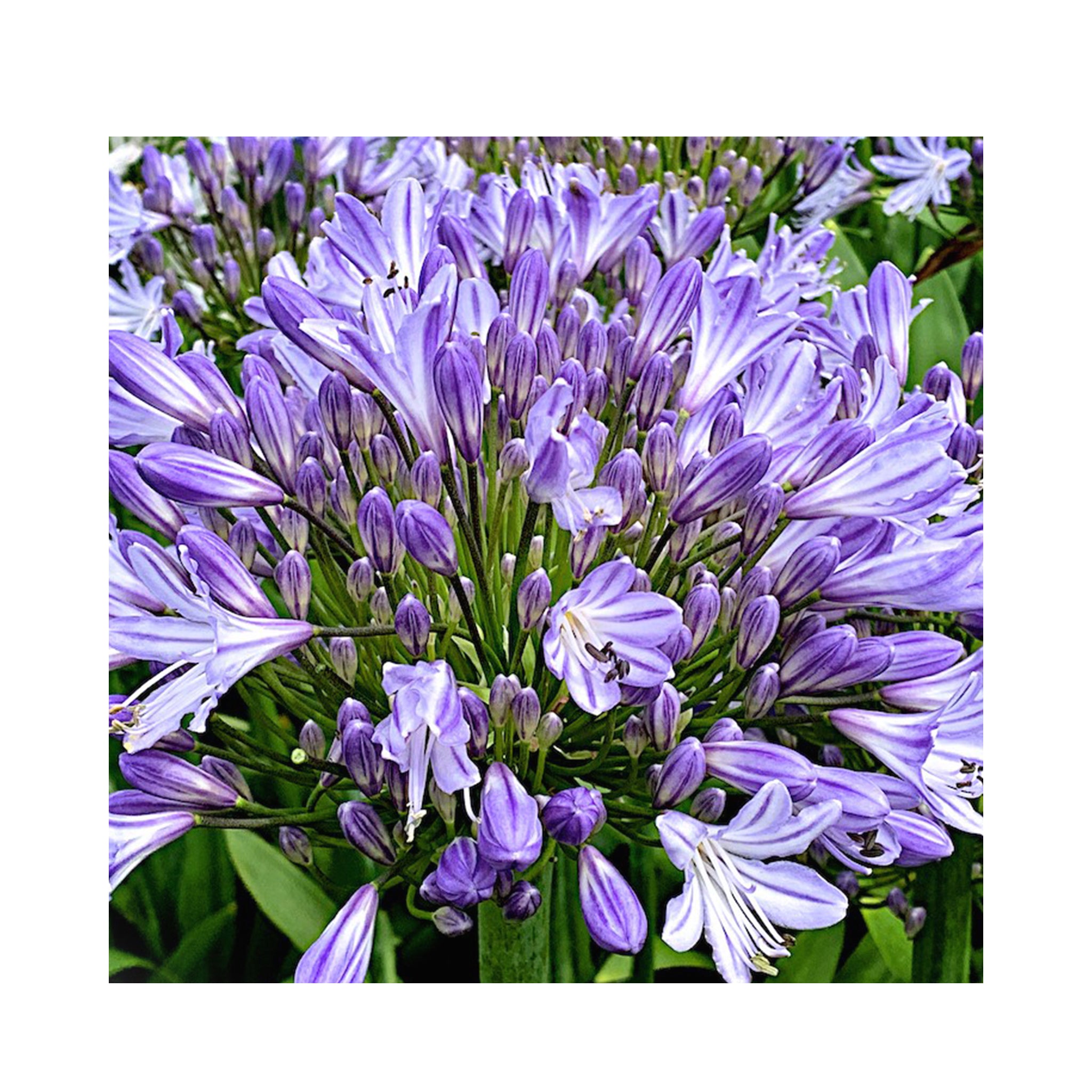 Agapanthus Meghans Mauve