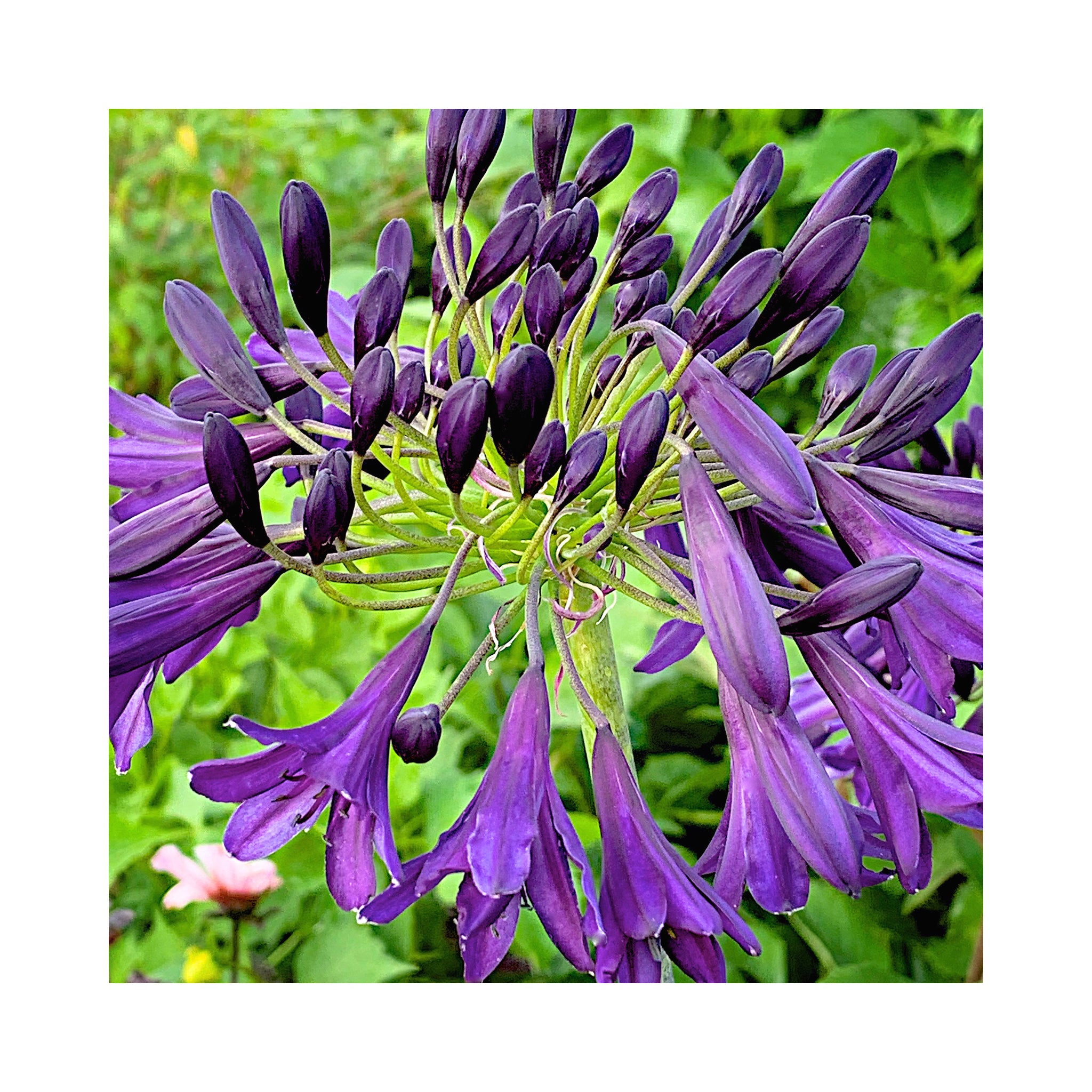 Agapanthus Nocturnal Horizon