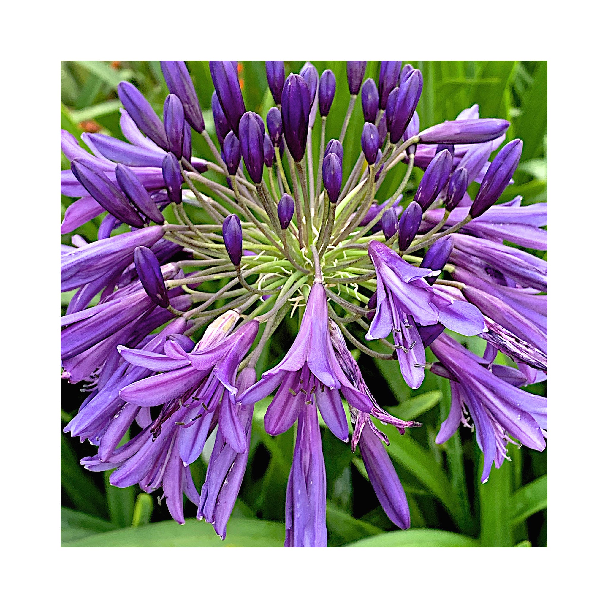 Agapanthus Purple Heart