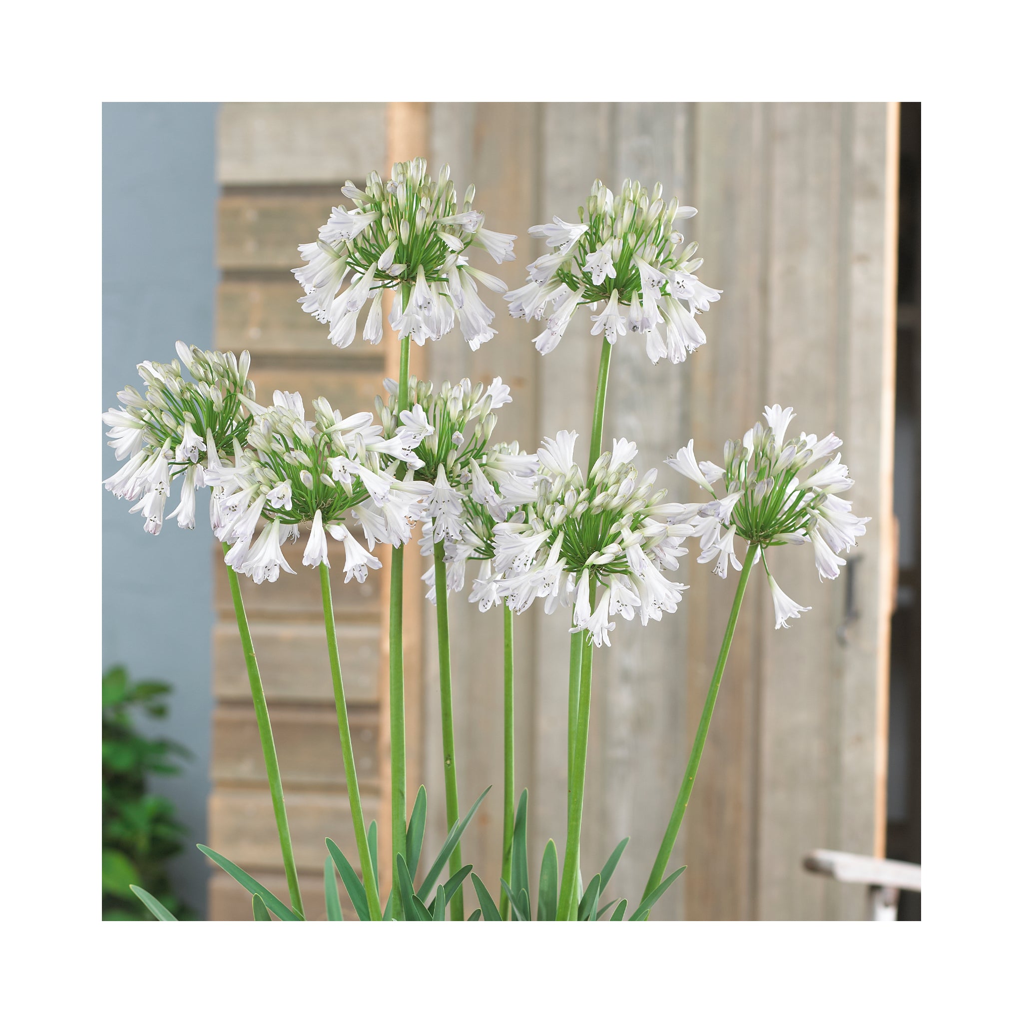 Agapanthus Silver Lining