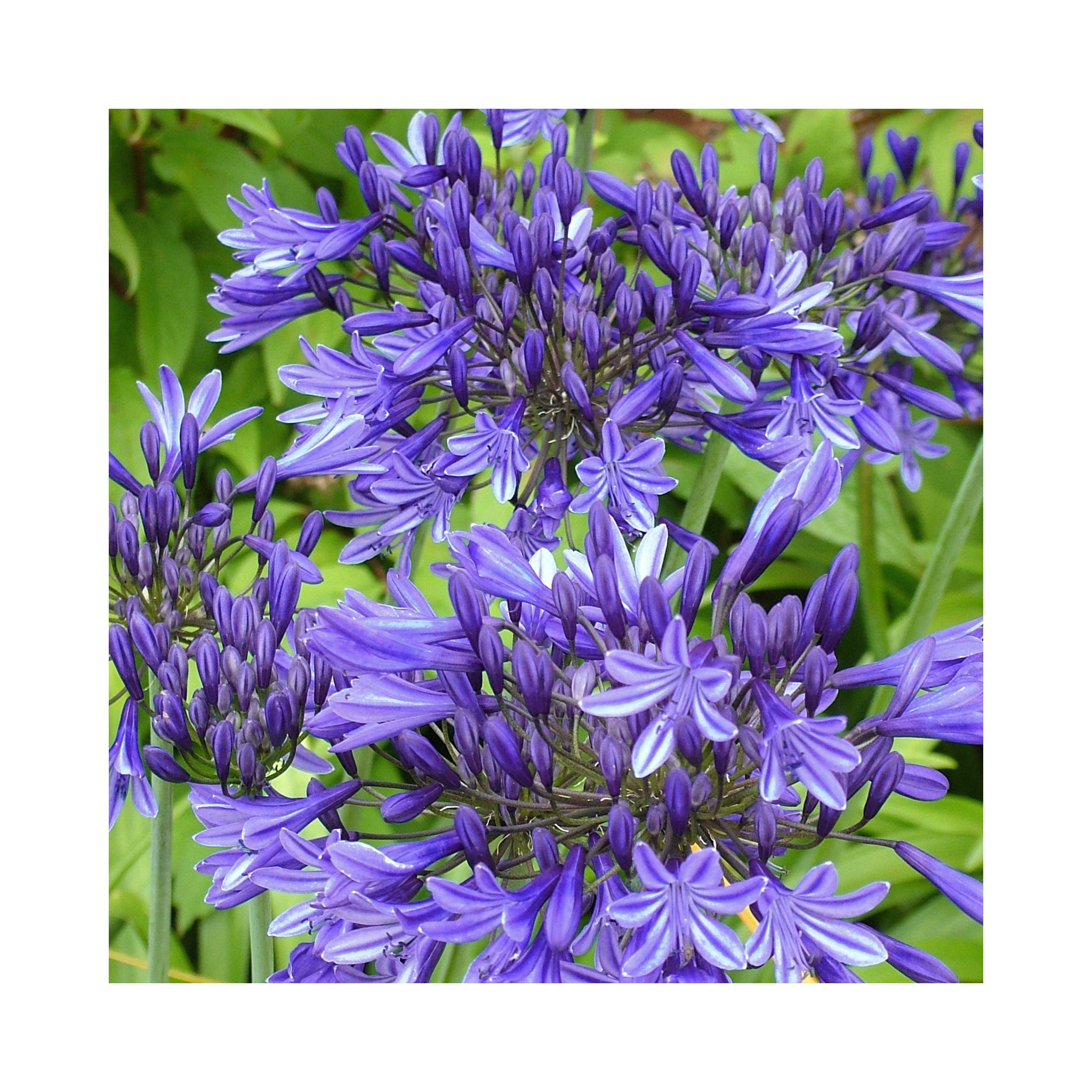 Agapanthus Star Dust