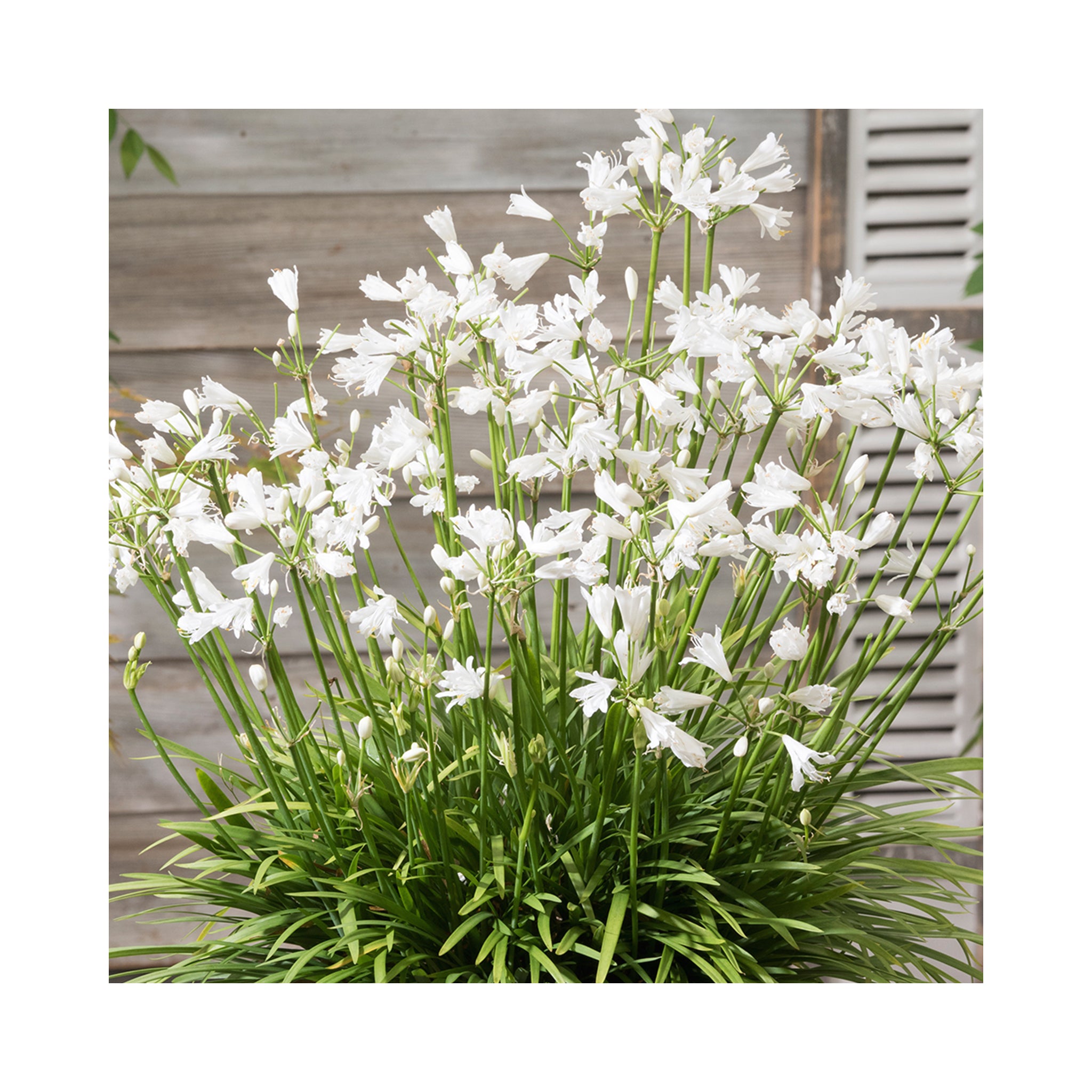 Agapanthus Vallee De Chamonix