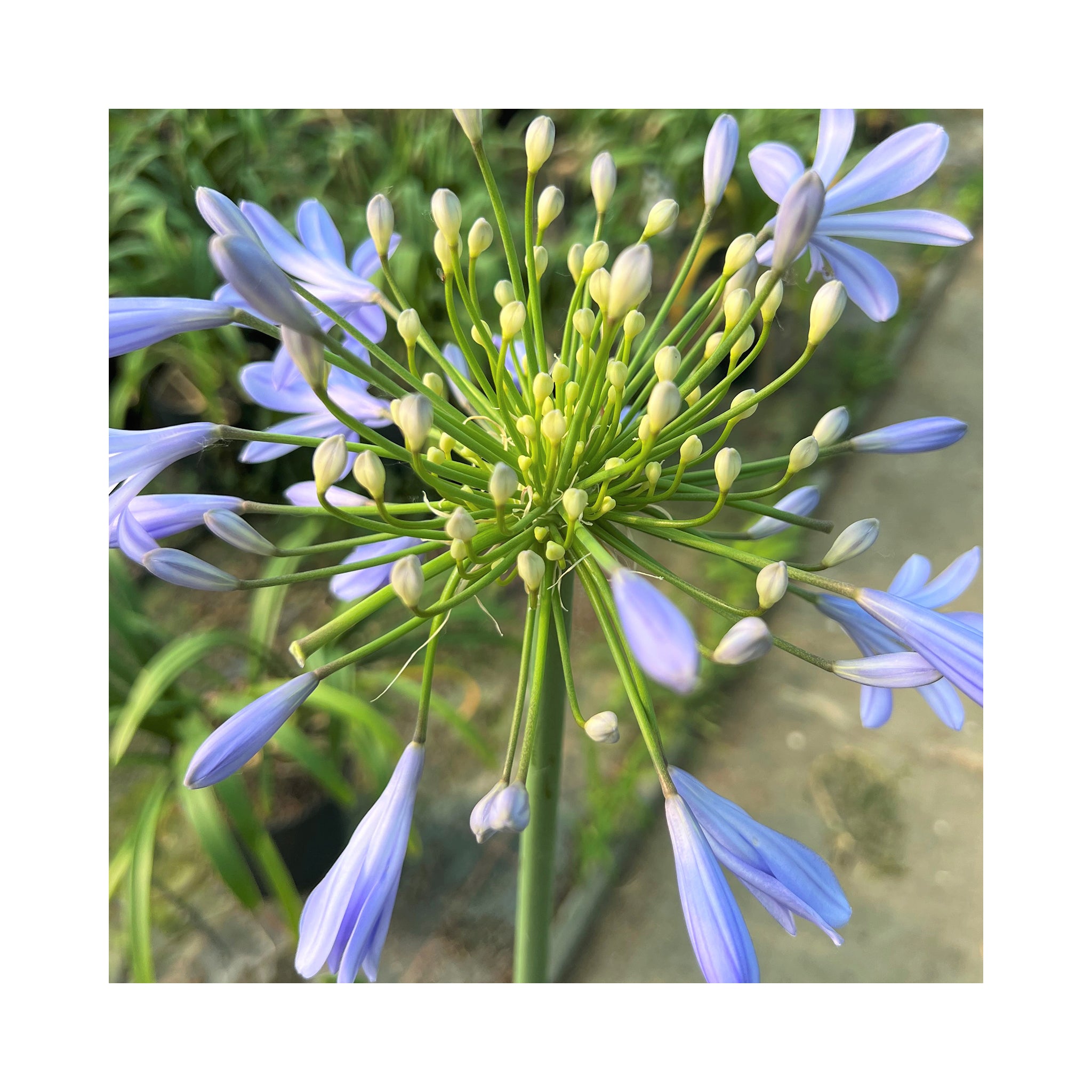 Agapanthus Vallee du Cap