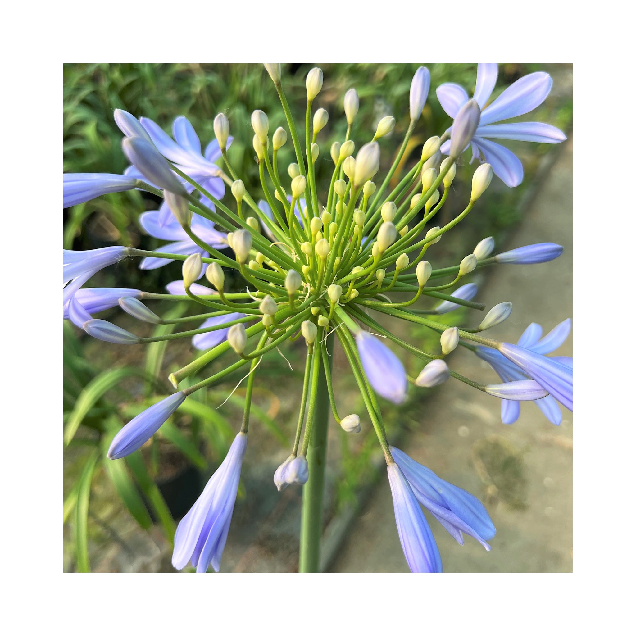 6 Pack of Hardy Perennial Cottage Garden Plants. Each Variety Labelled.