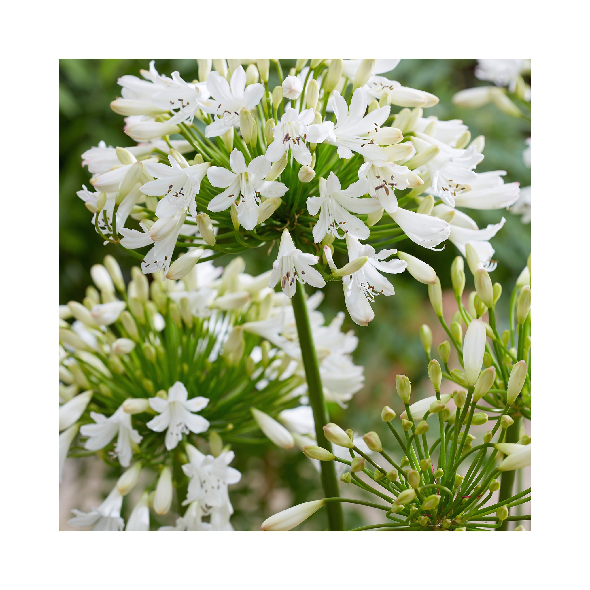 Agapanthus Vallee de la Sarthe