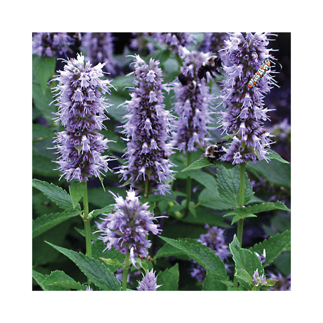 Agastache Blue Fortune