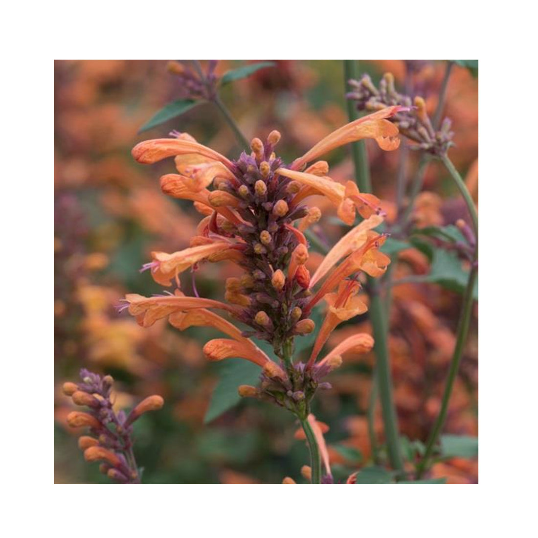 Agastache Kudos Mandarin