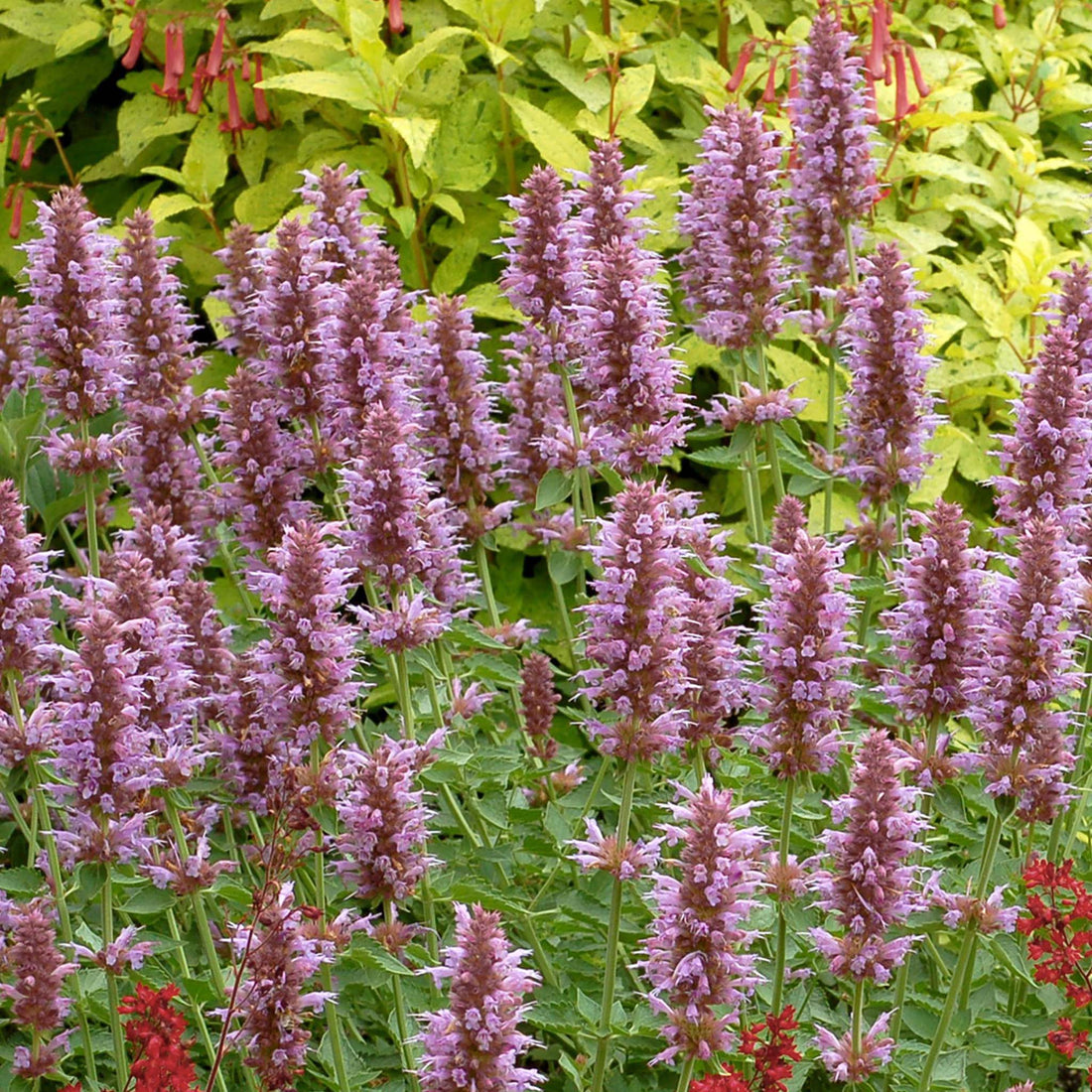 Agastache Kudos Silver Blue