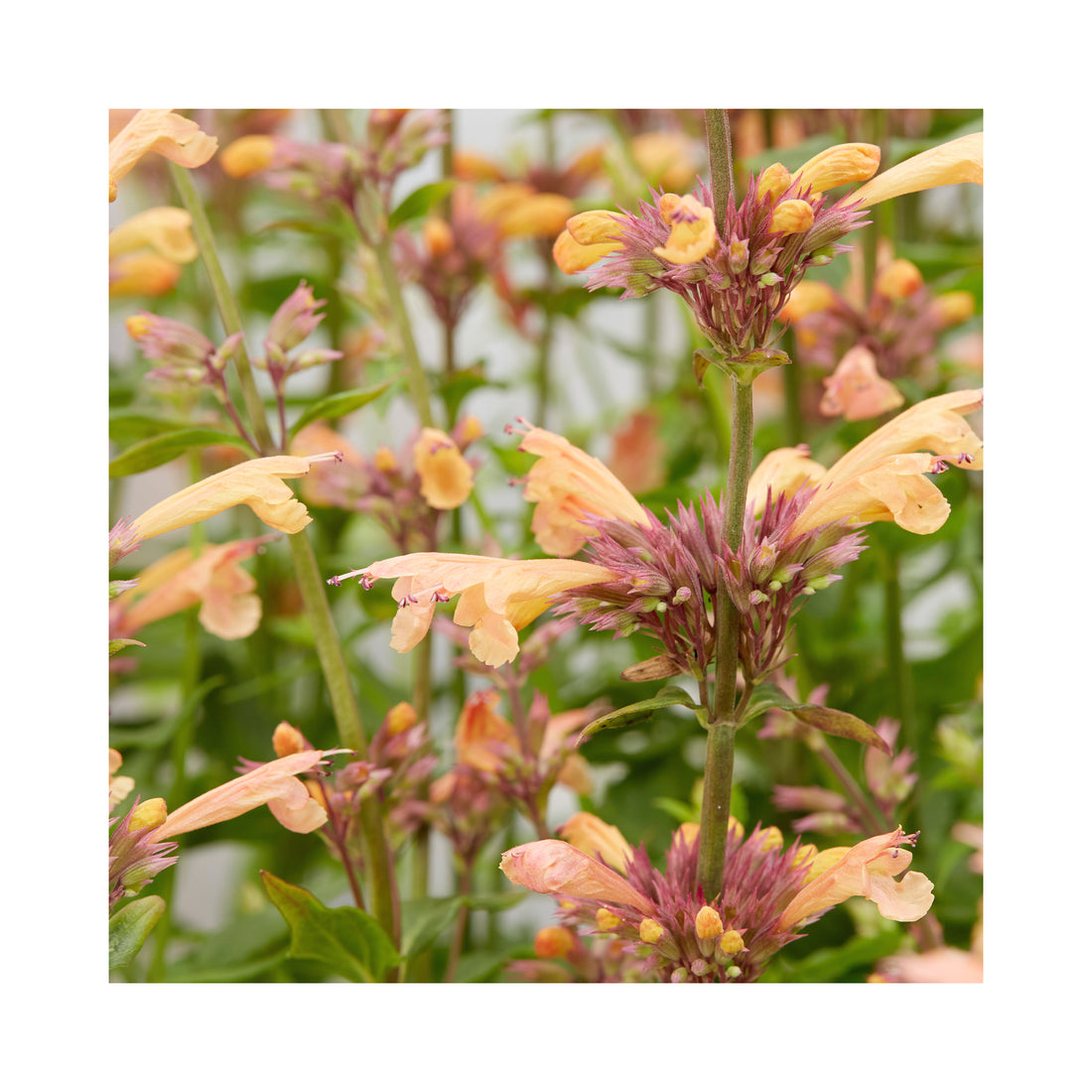 Agastache Mango Tango