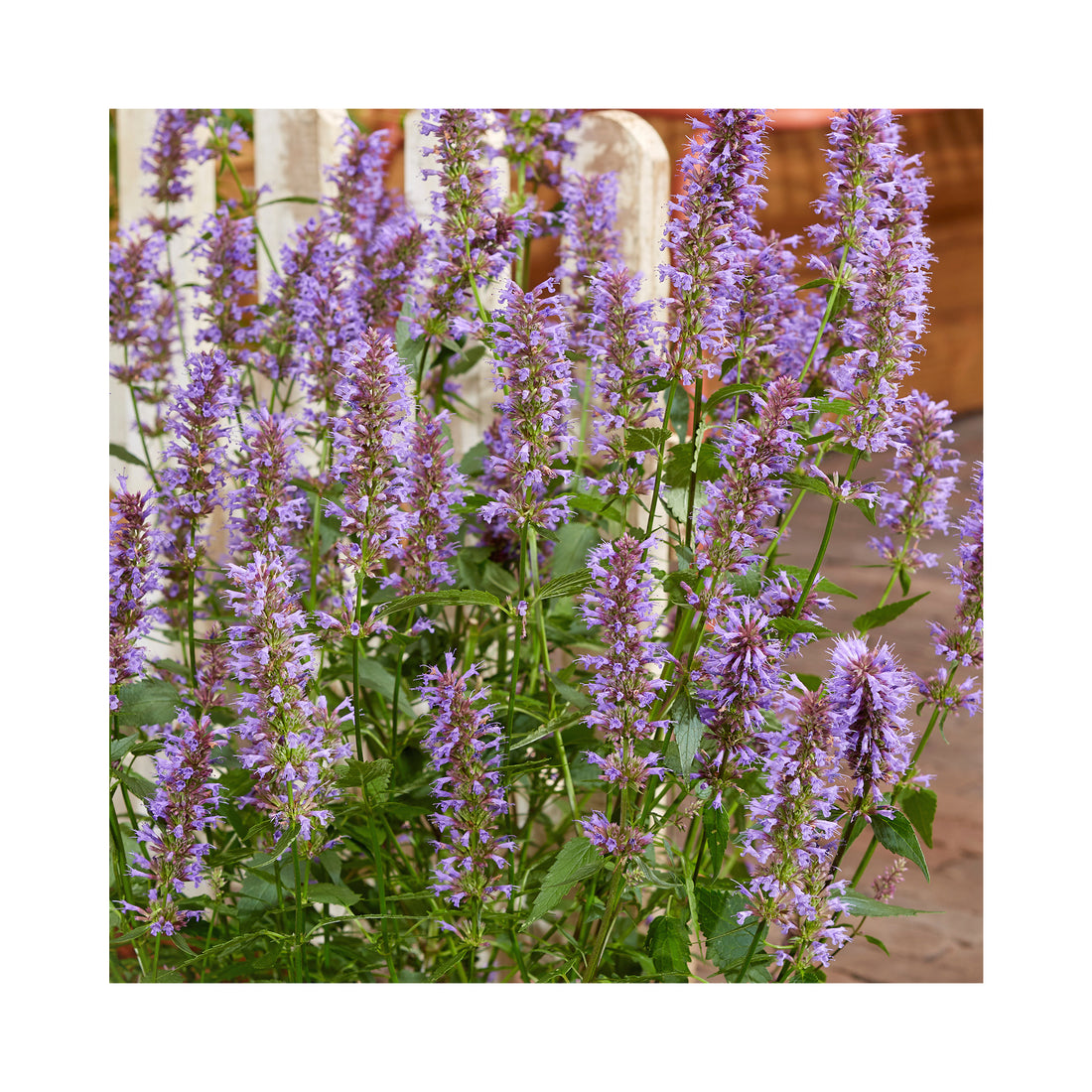 Agastache Purple Haze