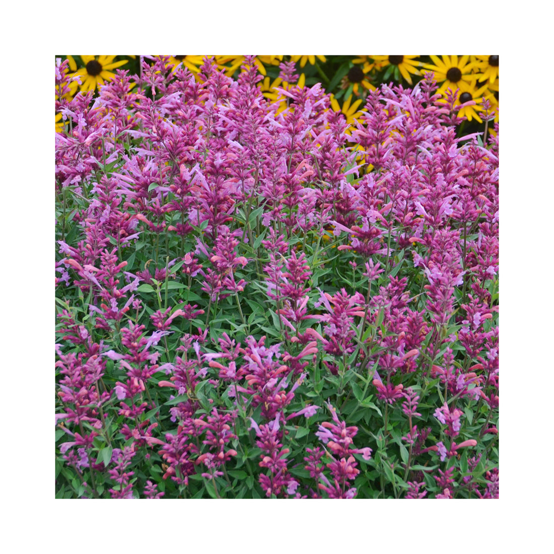 Agastache Rosie Posie