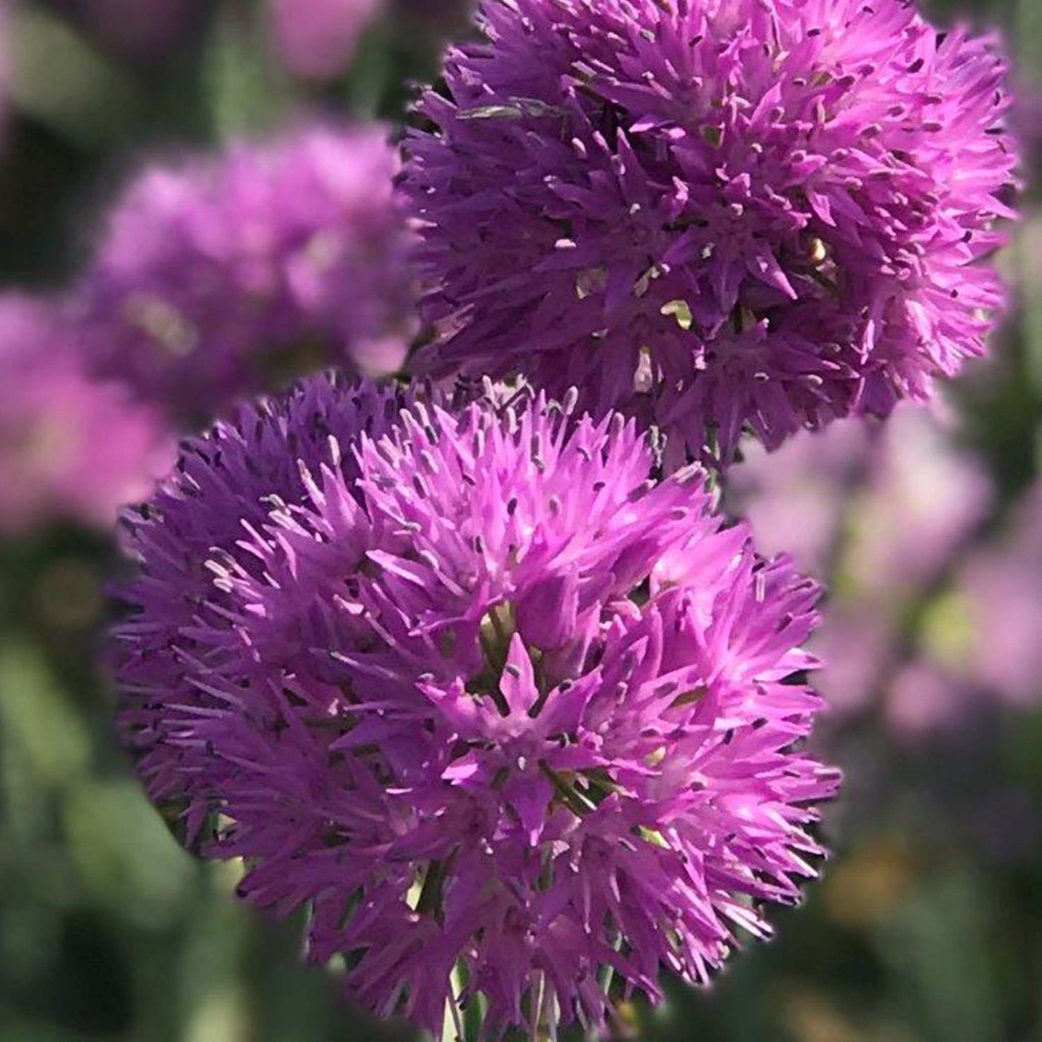 Allium Rosy Dream