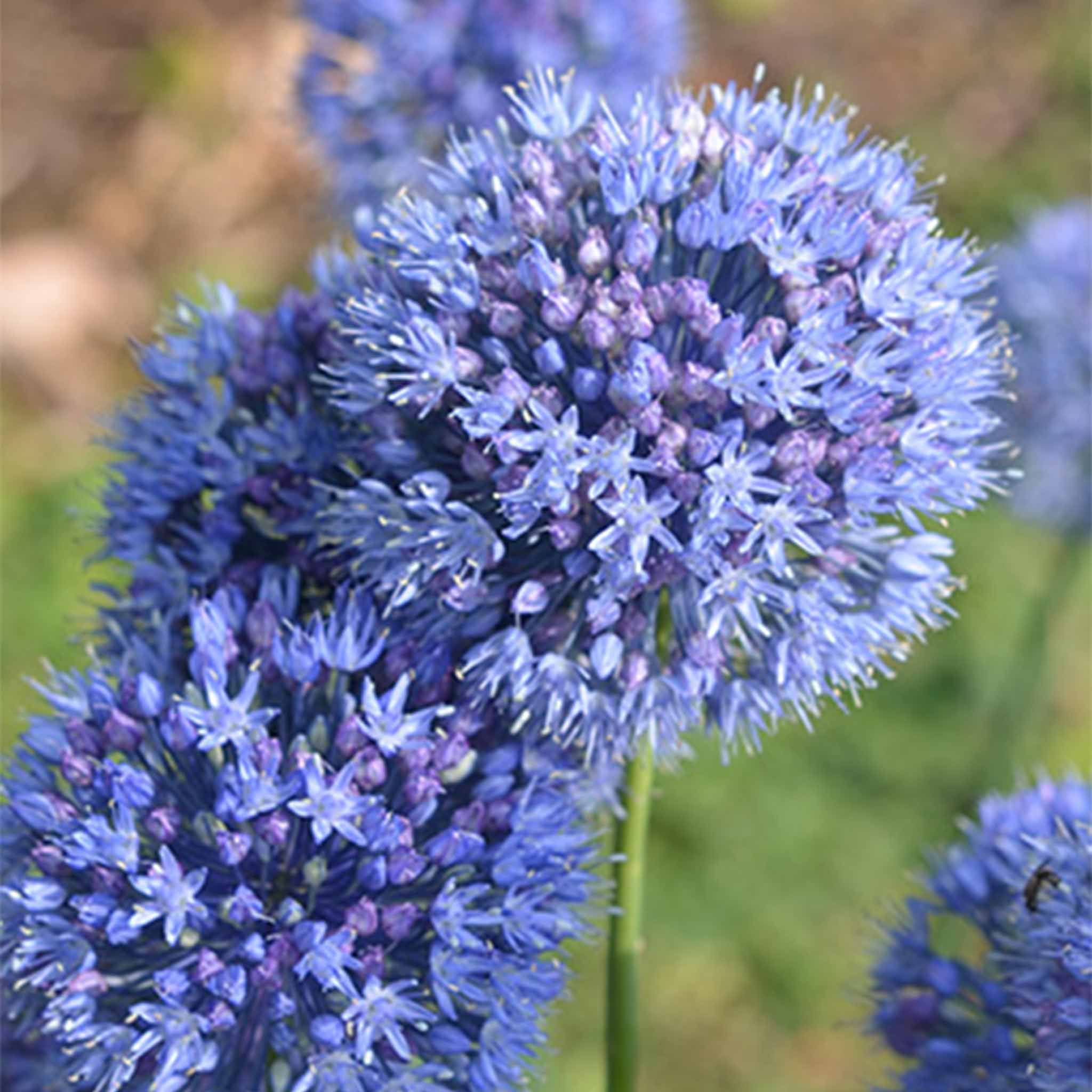 Allium Caeruleum