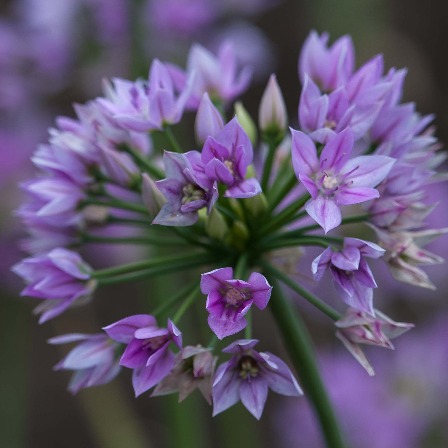 Allium Eros