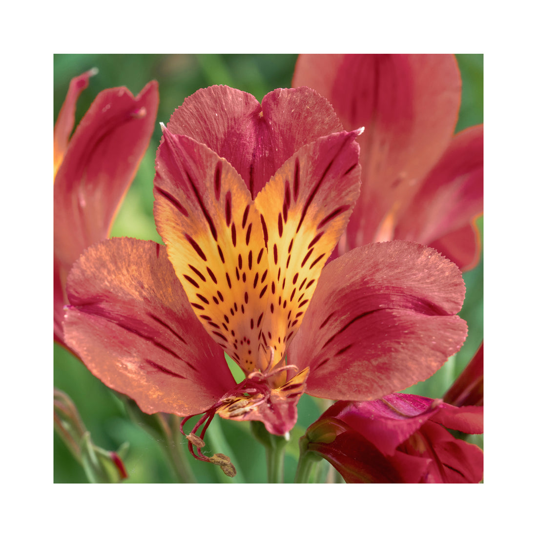 Alstroemeria Duchess Diane