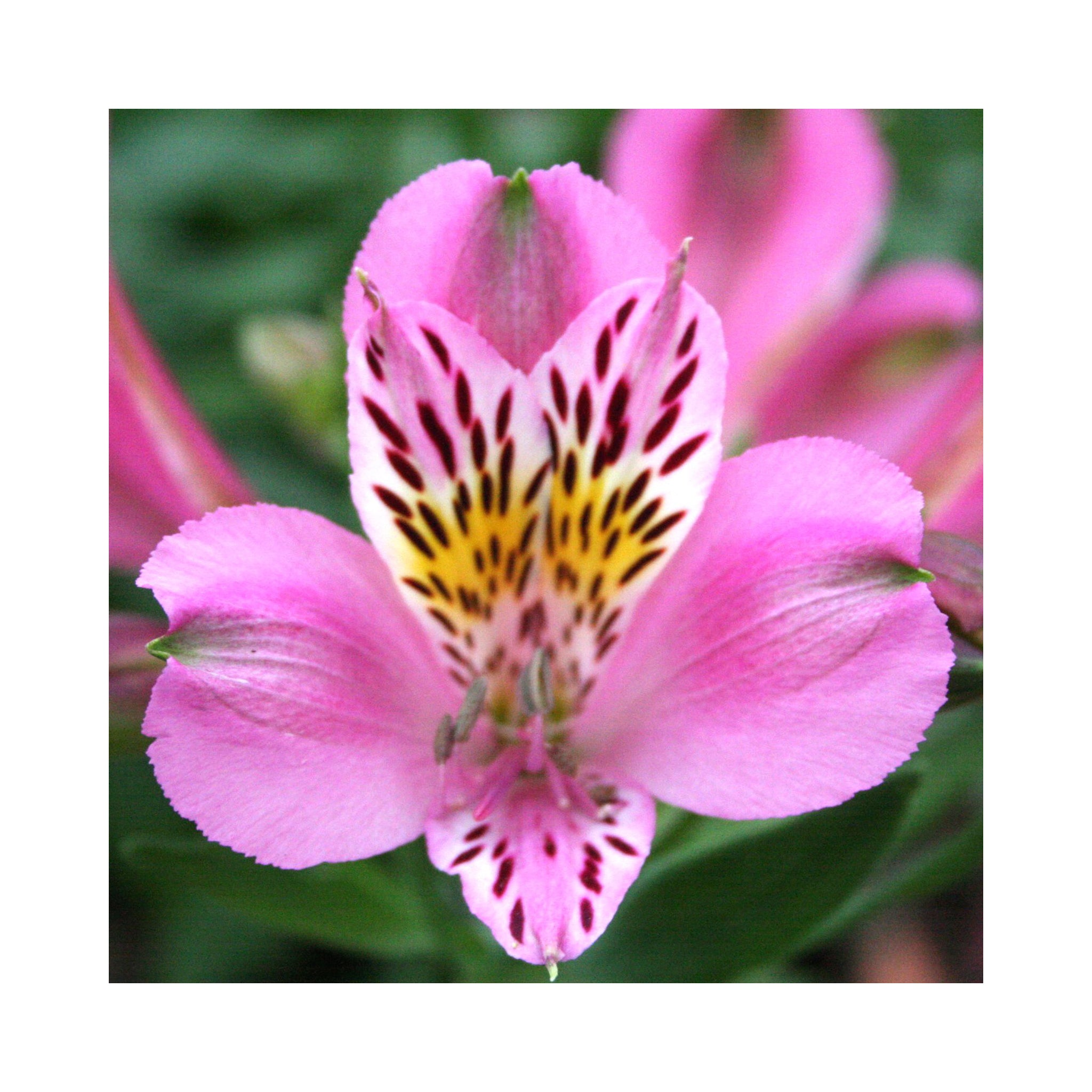 Alstroemeria  Duke Charles