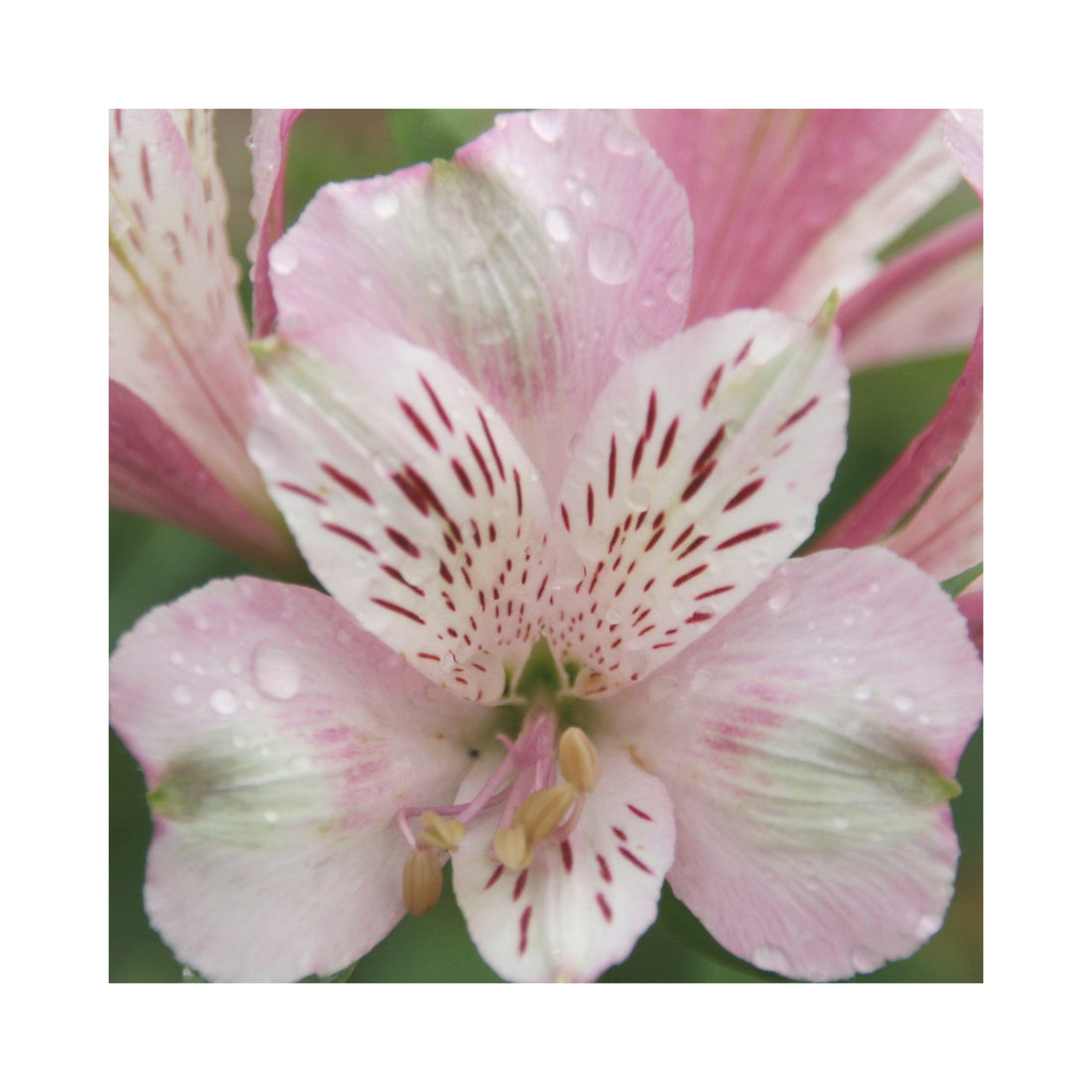 Alstroemeria Duke Francois