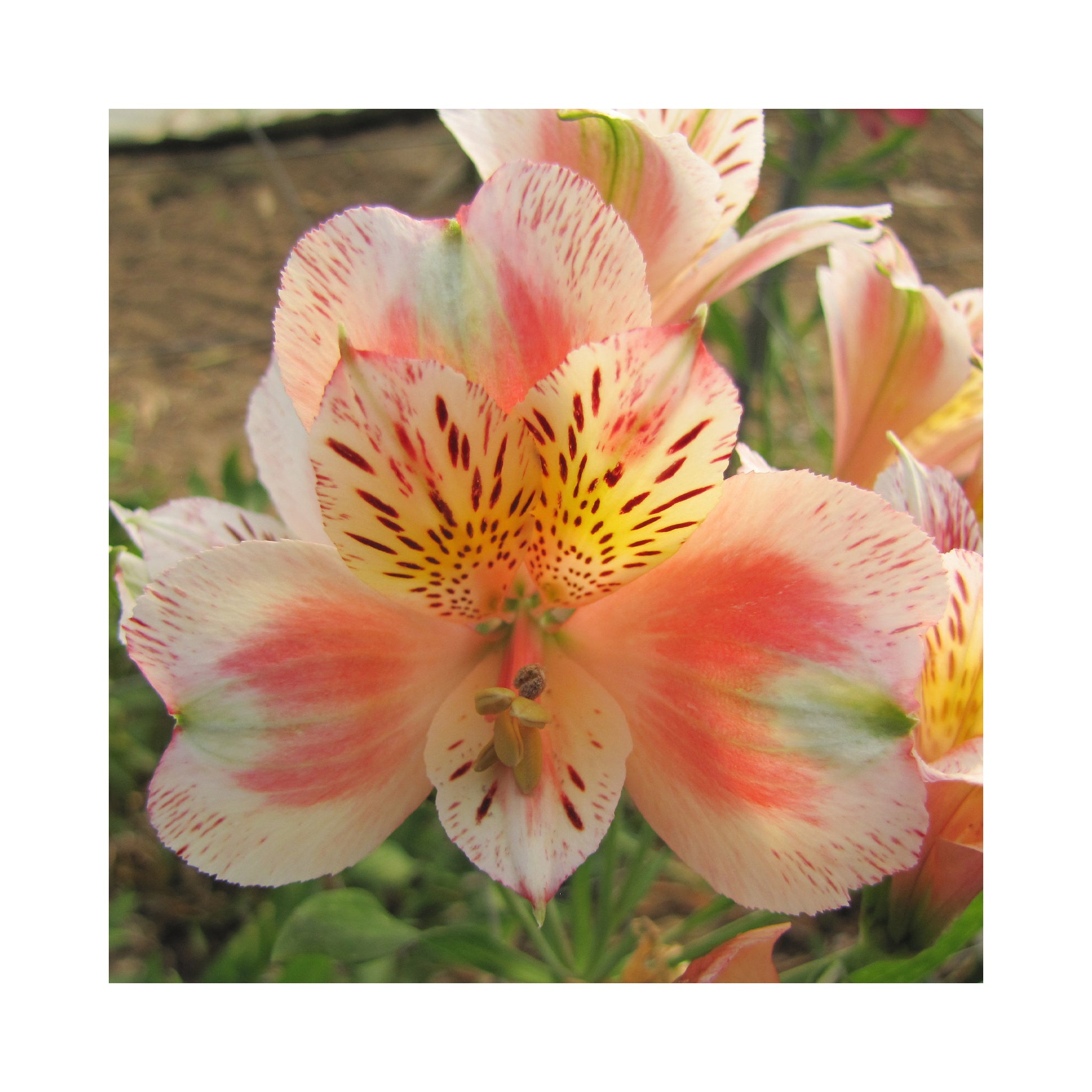 Alstroemeria  Duke Jean