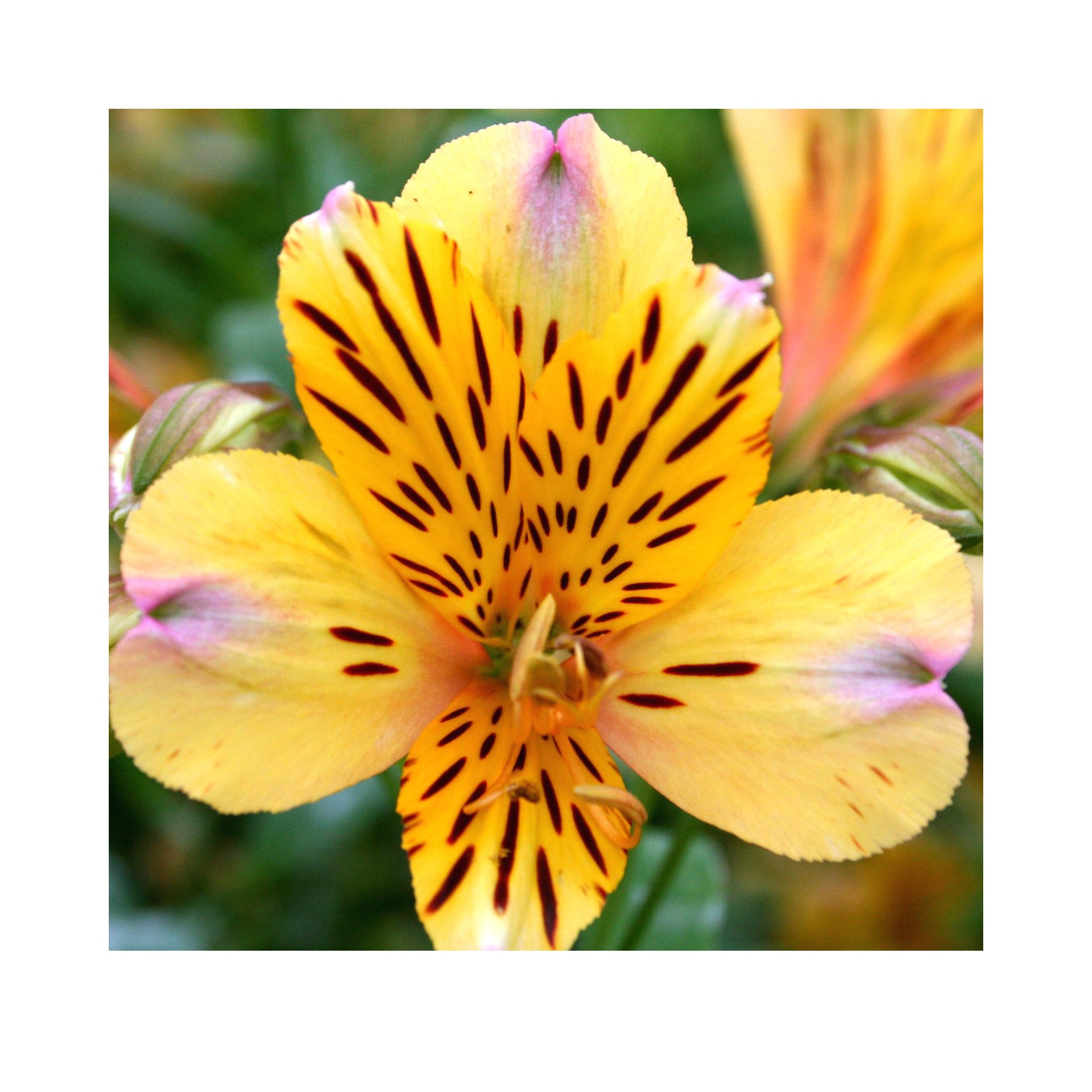 Alstroemeria  Duke Nicholas