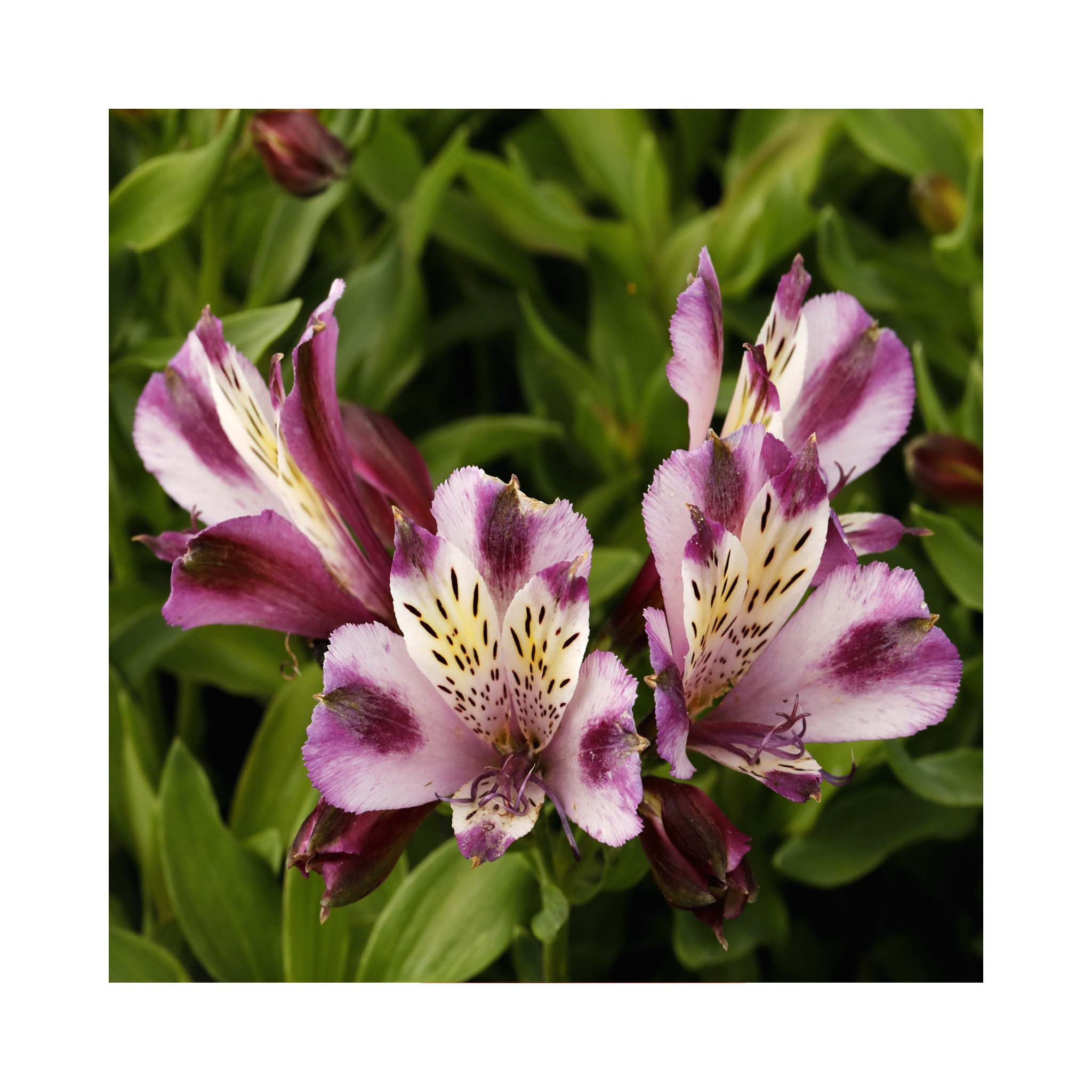 Alstroemeria Duke Valentine