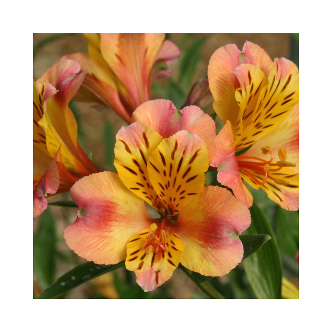 Alstroemeria Majestic Chartrene