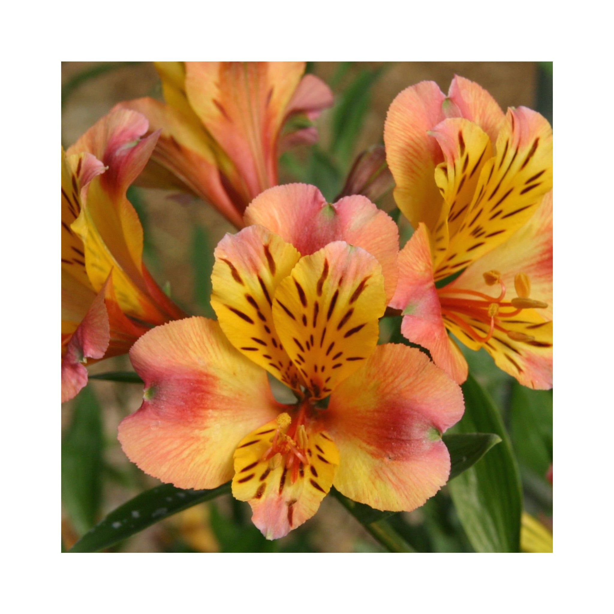 Alstroemeria  Majestic Chartrene