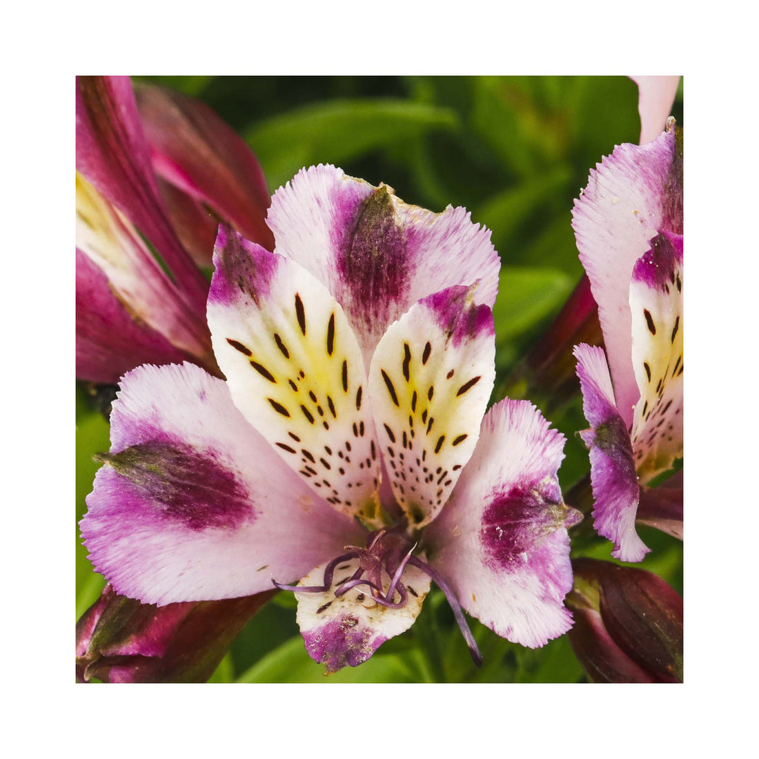 Alstroemeria Duke Valentine