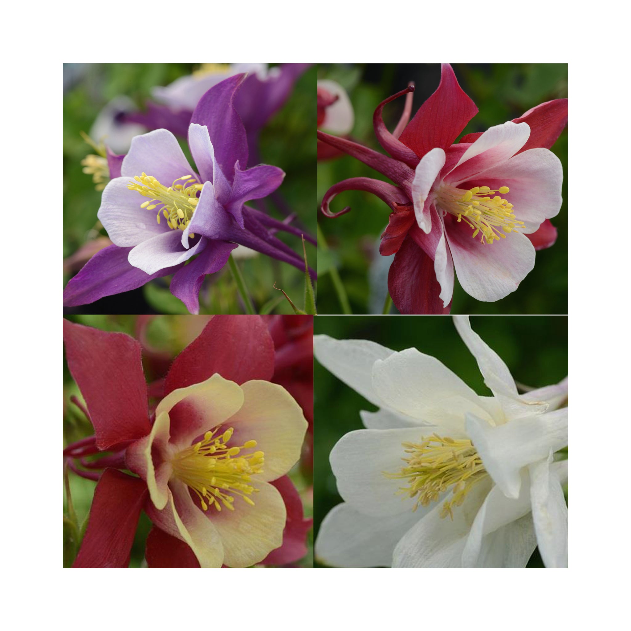 Aquilegia Earlybird Collection