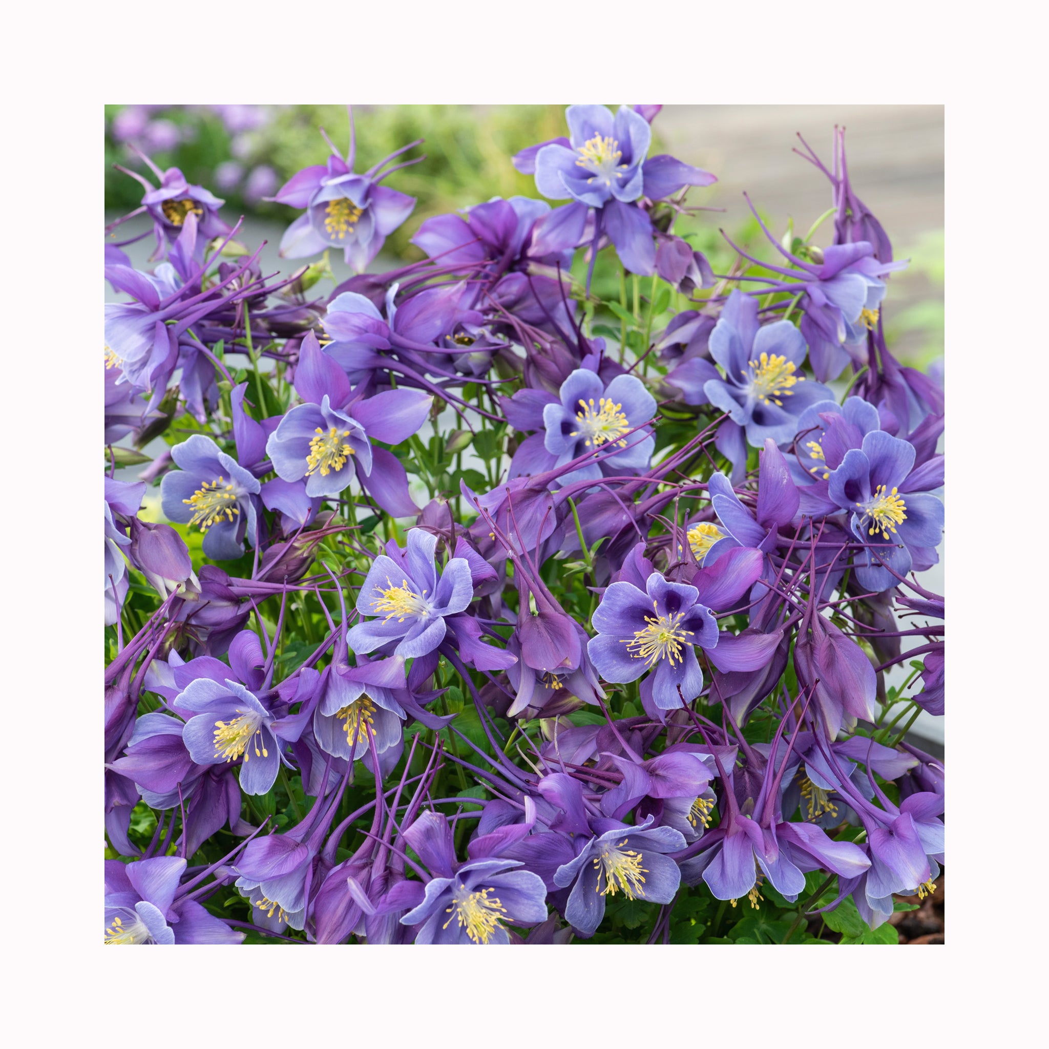 Aquilegia Earlybird Purple Blue